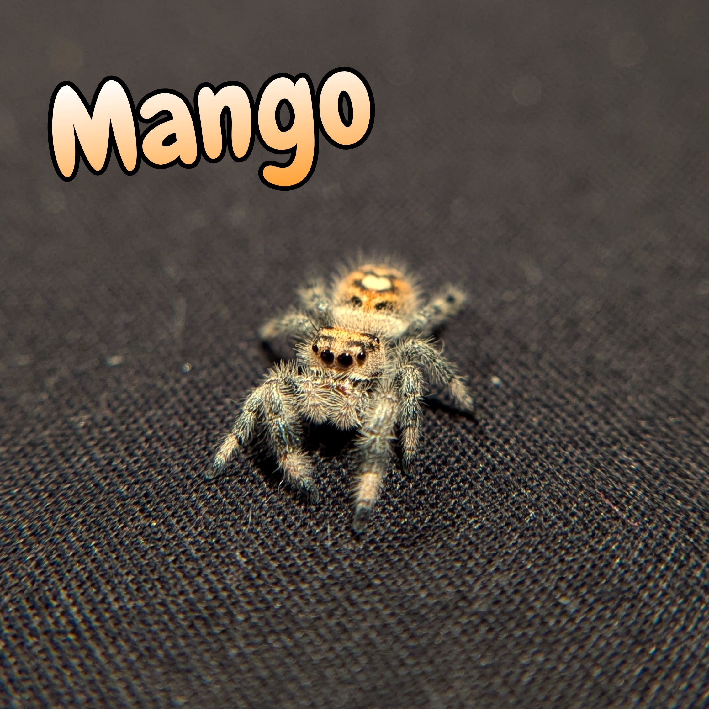 Regal Jumping Spider "Mango"