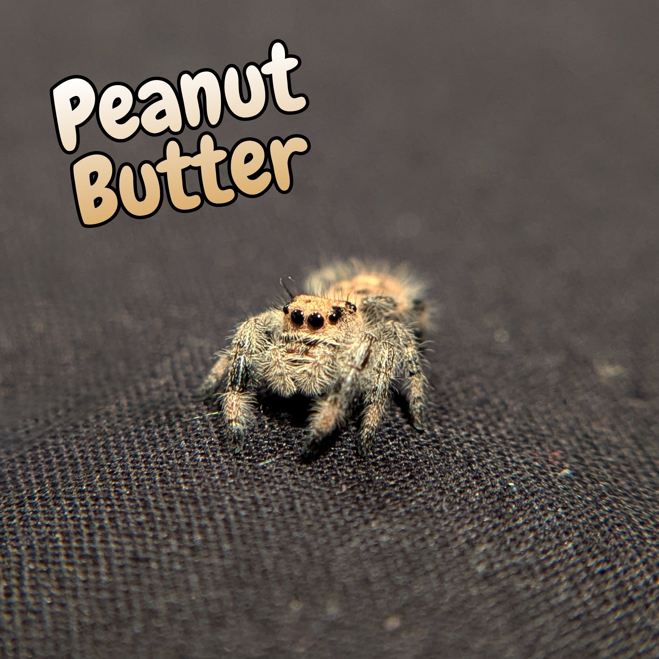 Regal Jumping Spider "Peanut"