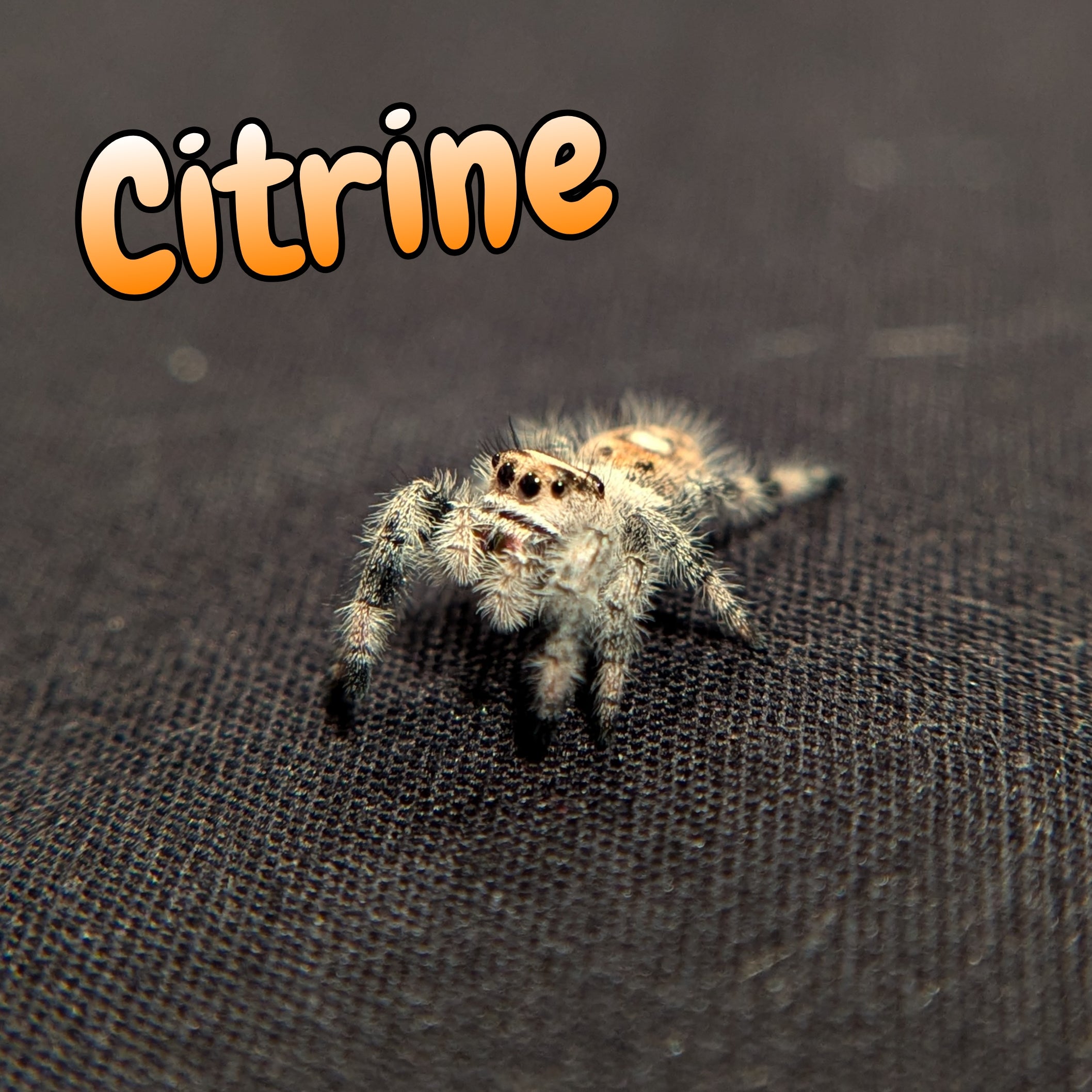 Regal Jumping Spider "Citrine"