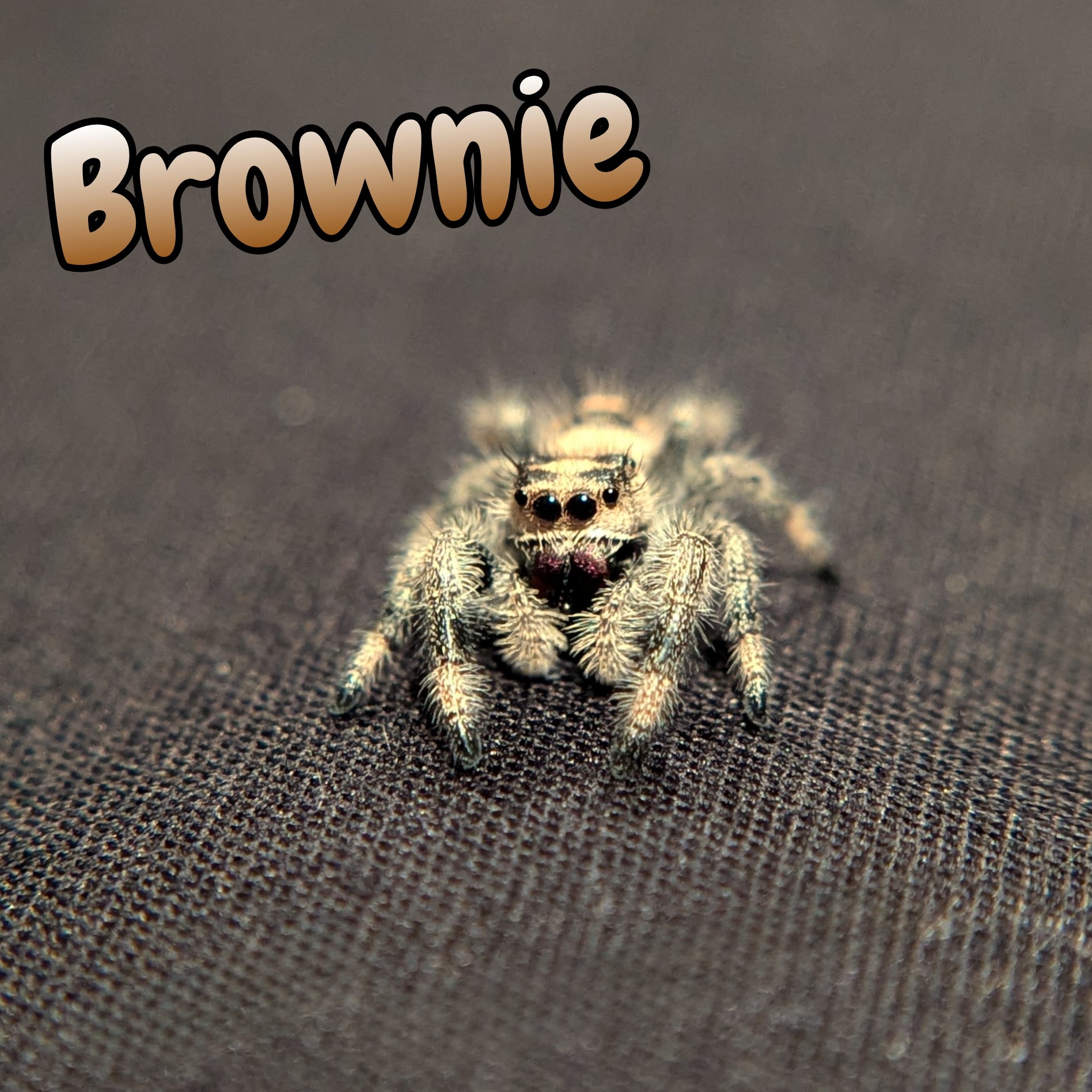 Regal Jumping Spider "Brownie"