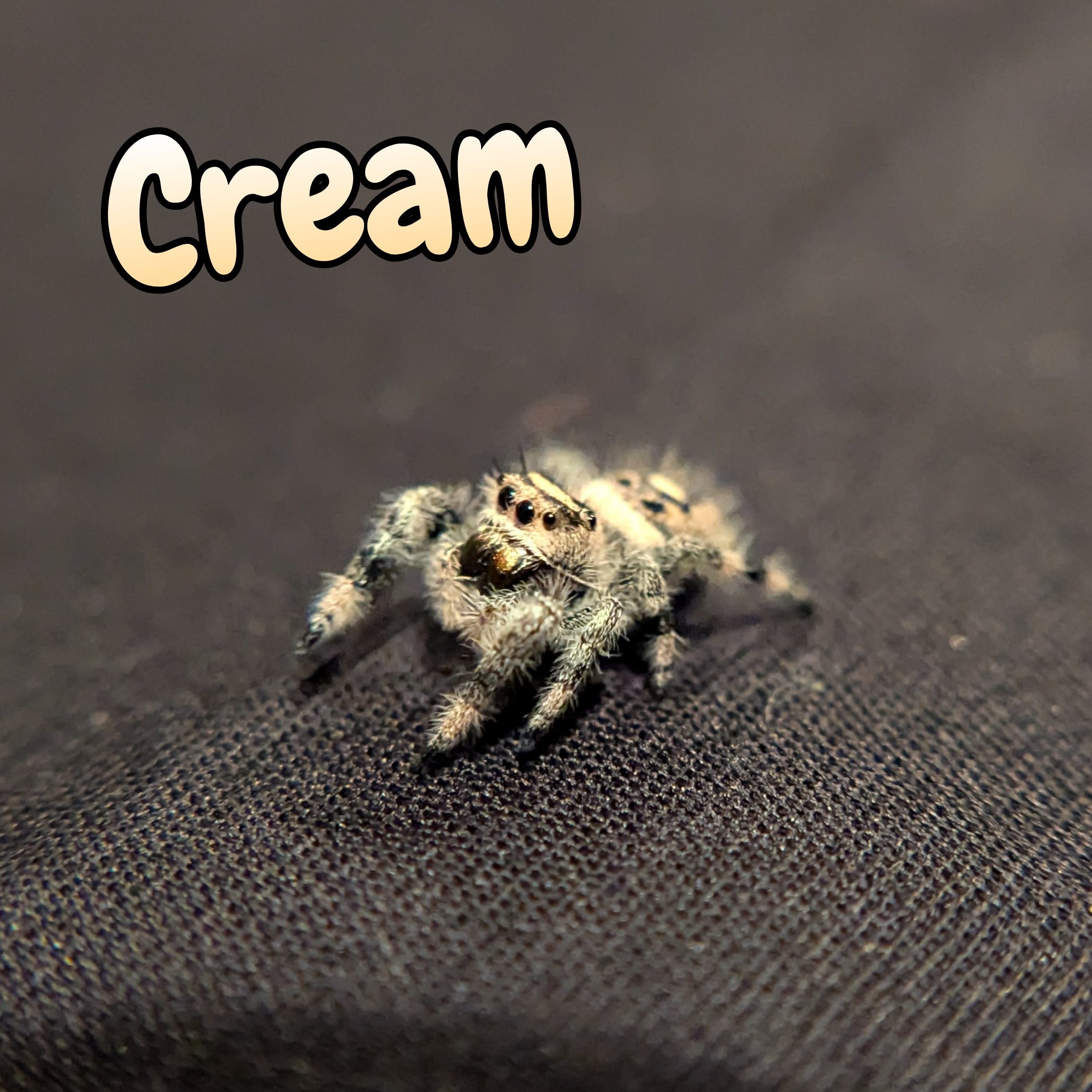 Regal Jumping Spider "Cream"