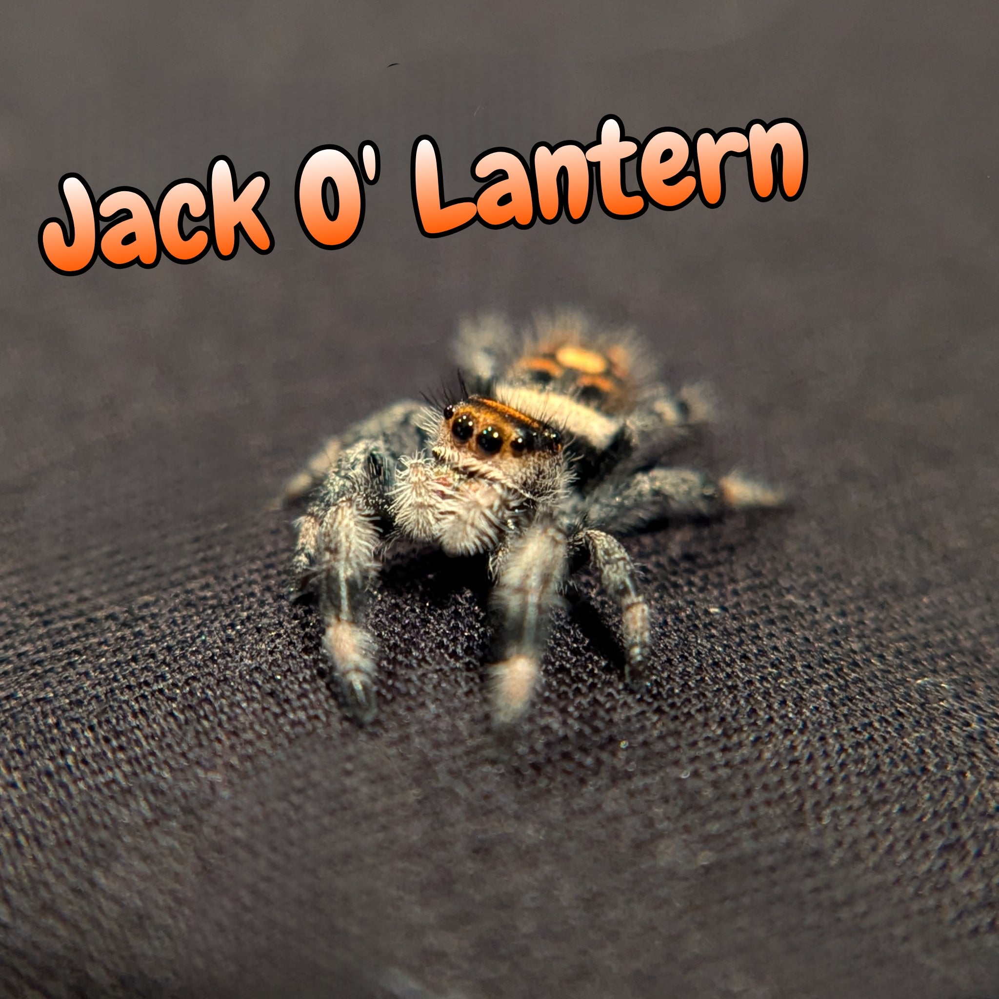 Regal Jumping Spider "Jack O' Lantern"