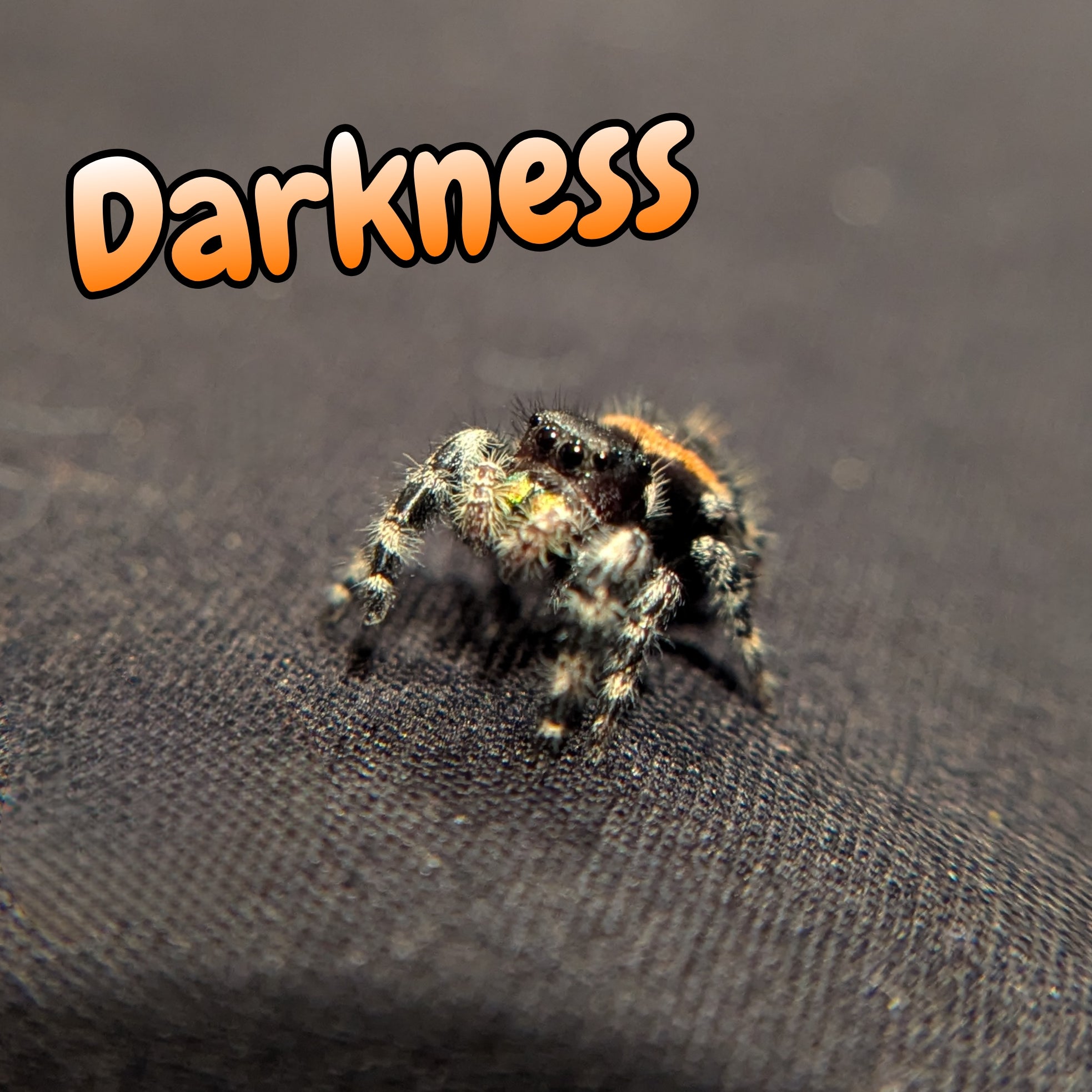 Audax bryantae Jumping Spider "Darkness"