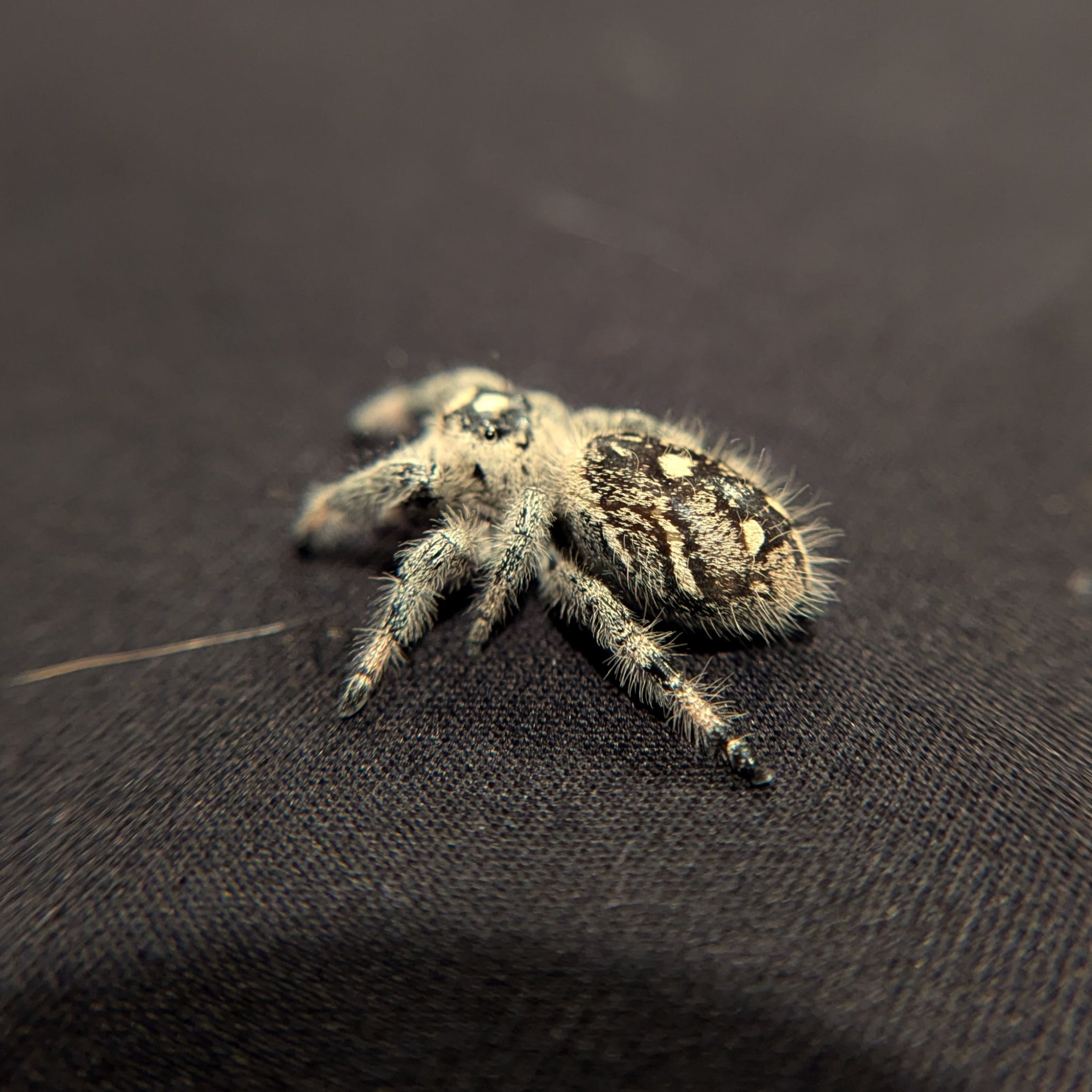 Regal Jumping Spider "Cake"