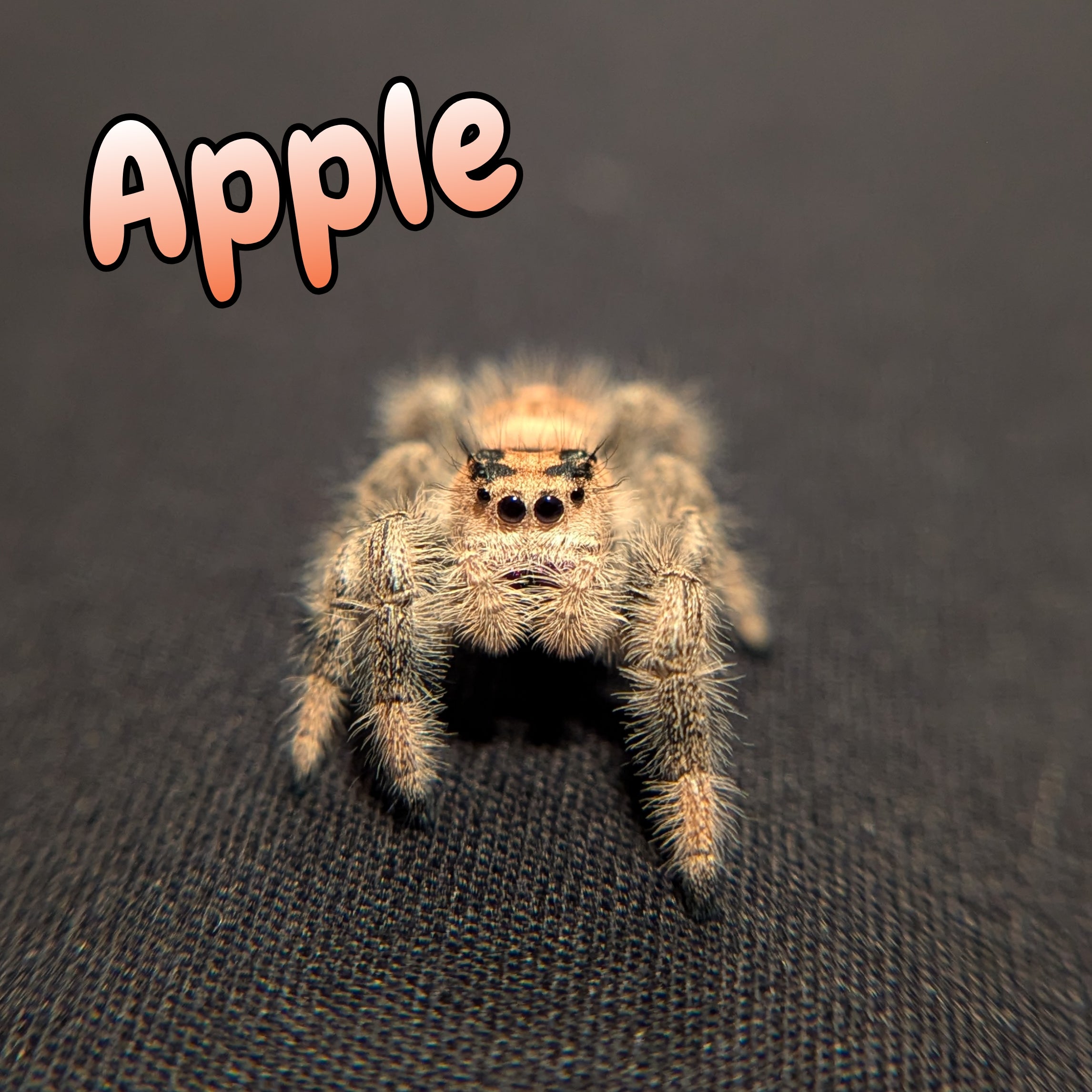 Regal Jumping Spider "Apple"