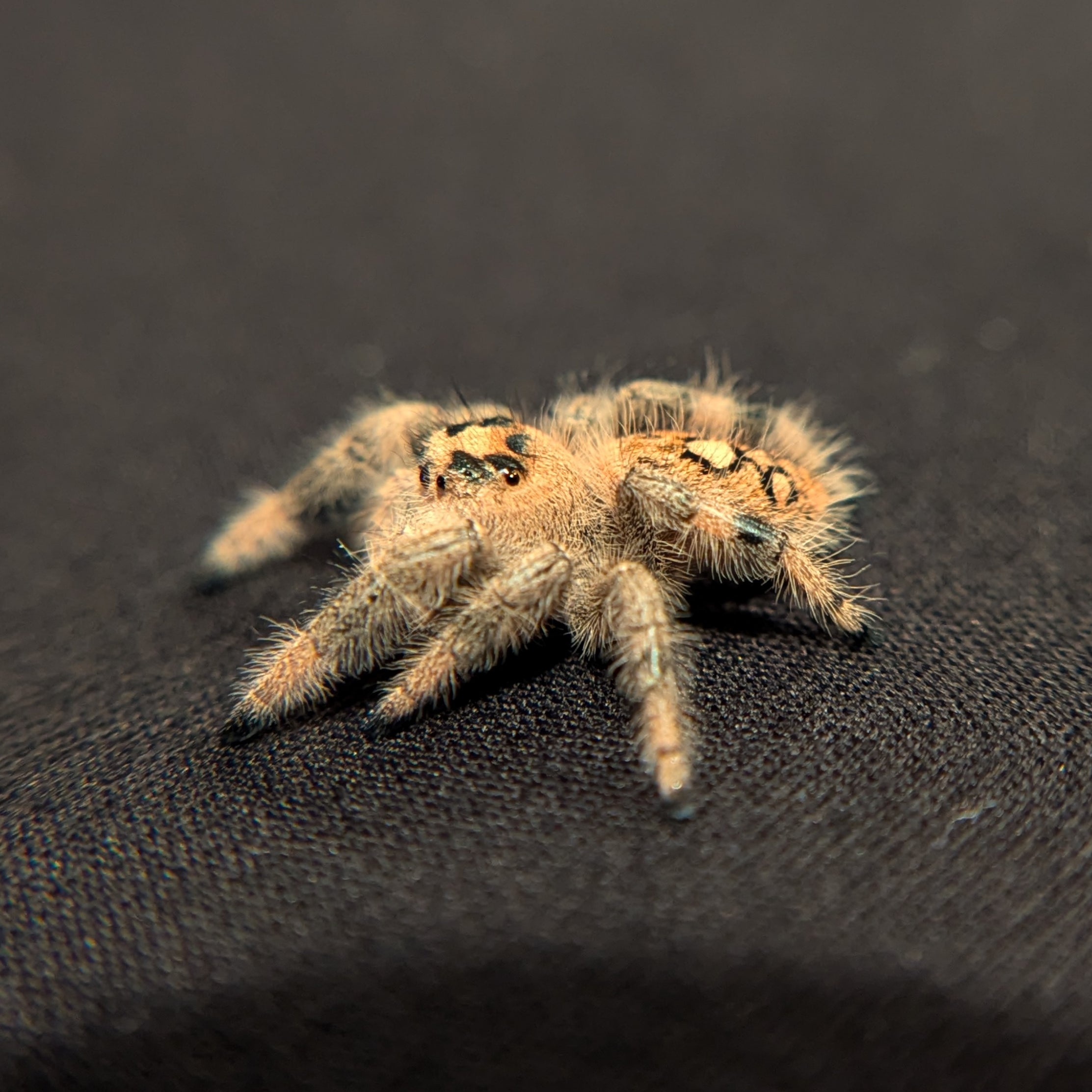 Regal Jumping Spider "Apple"