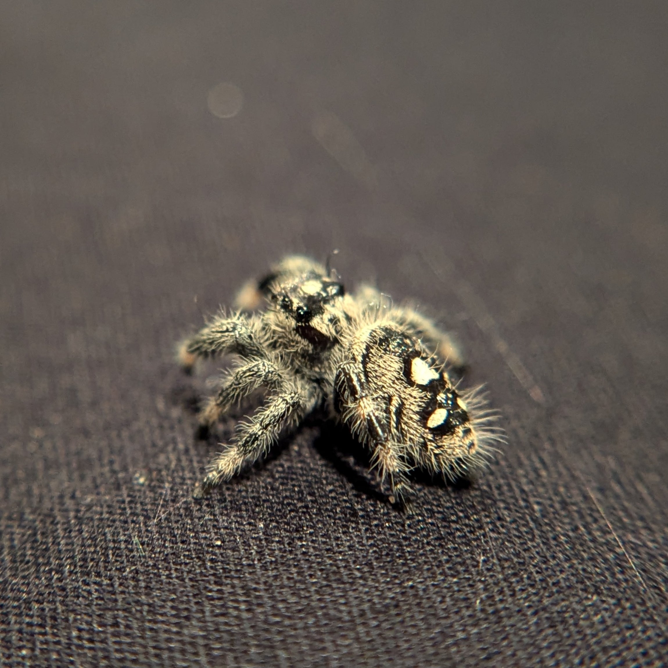 Regal Jumping Spider "Chocolate"