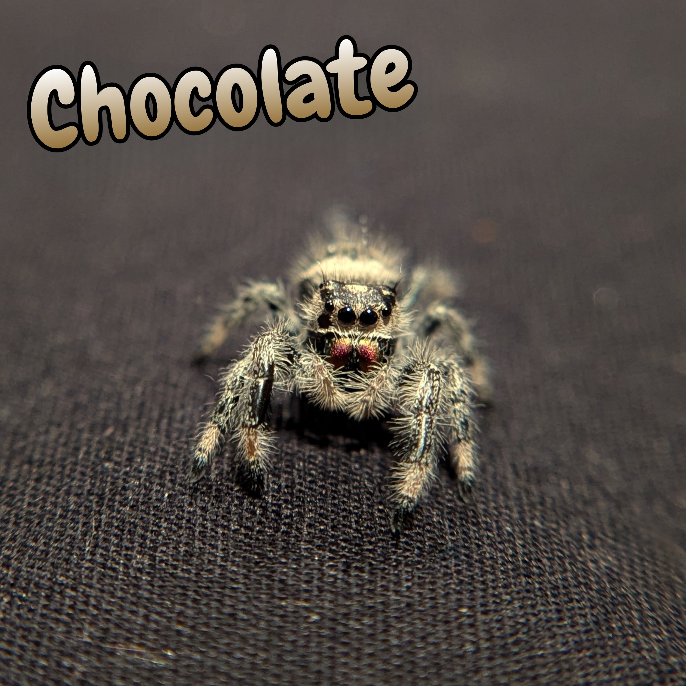 Regal Jumping Spider "Chocolate"