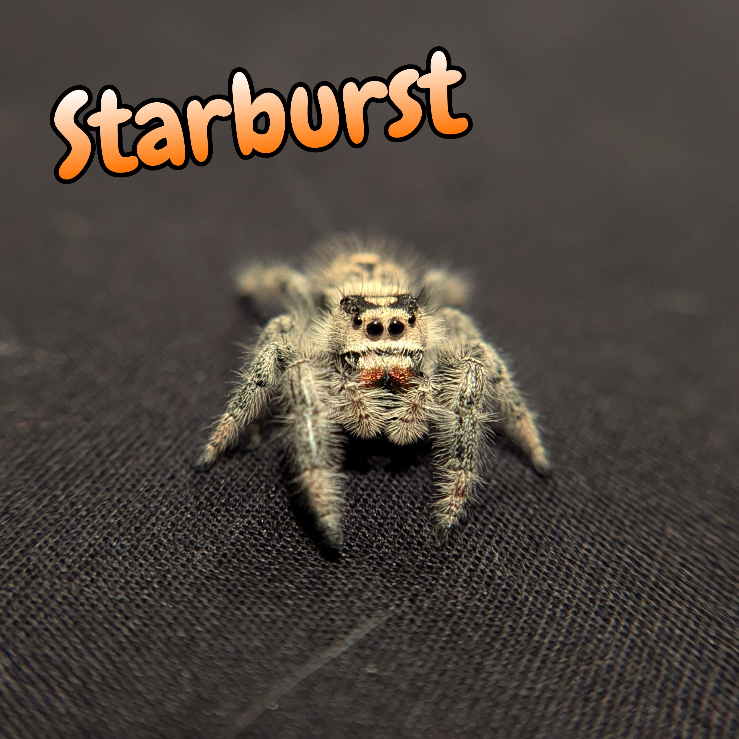 Regal Jumping Spider "Starburst"