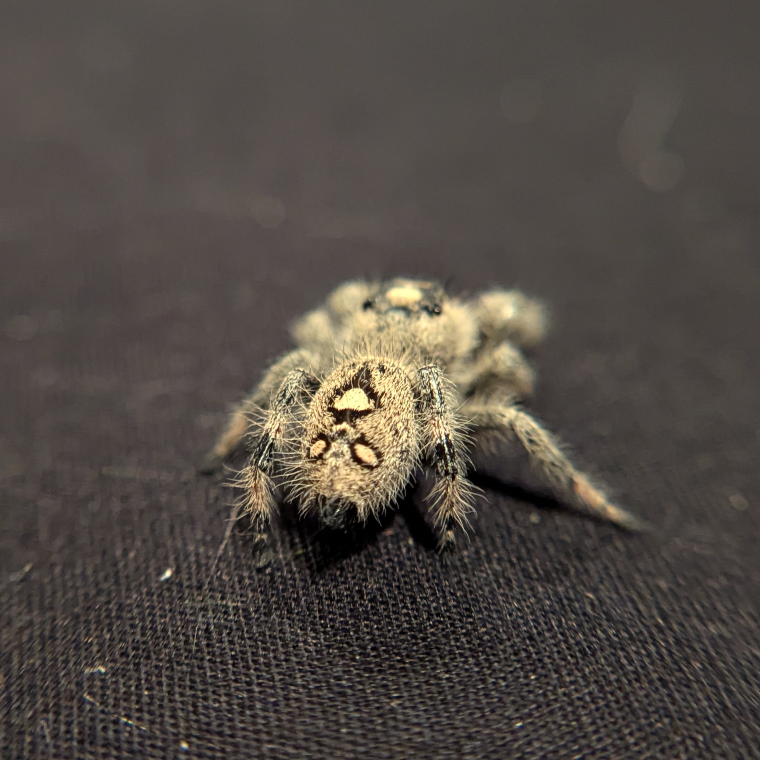 Regal Jumping Spider "Starburst"