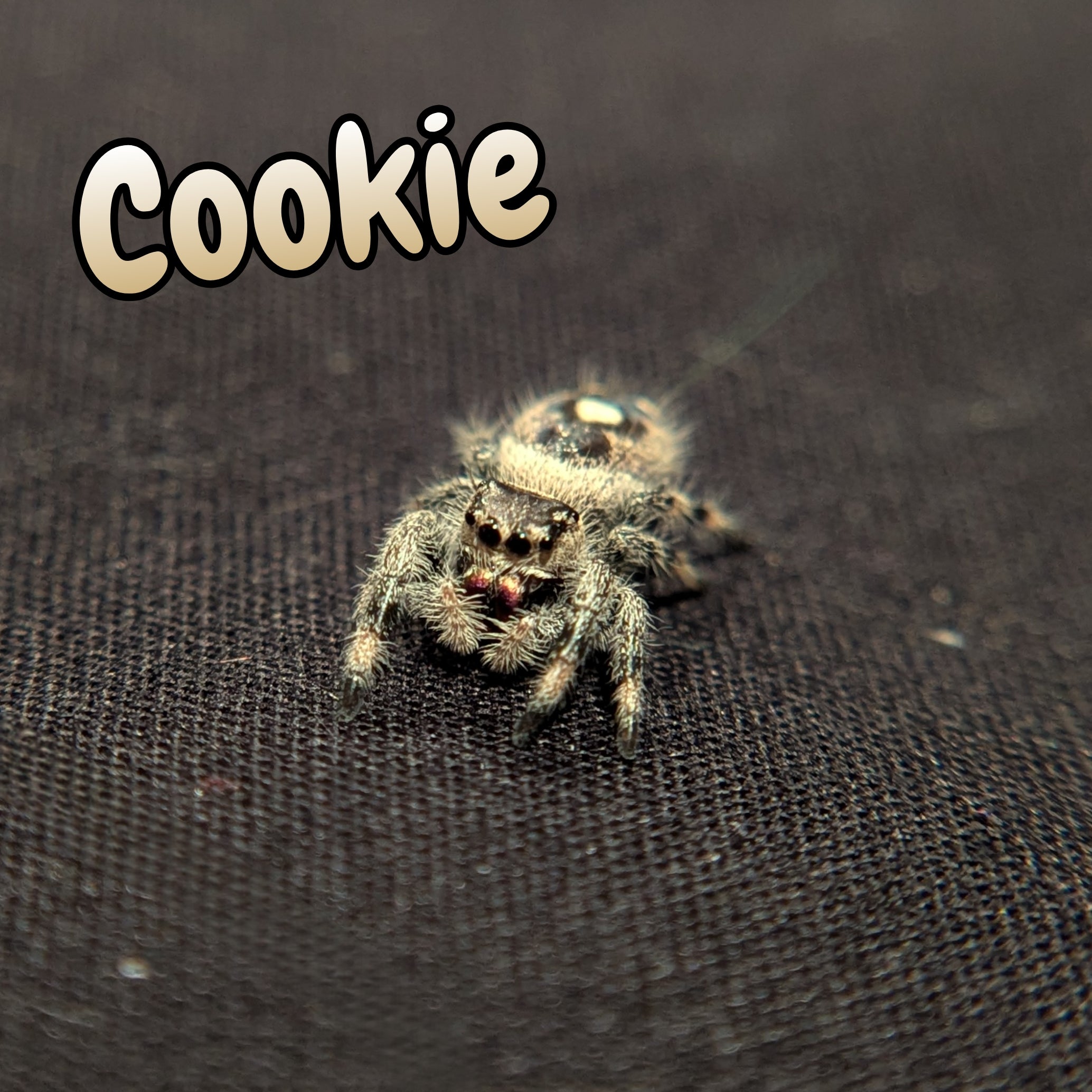 Regal Jumping Spider "Cookie"