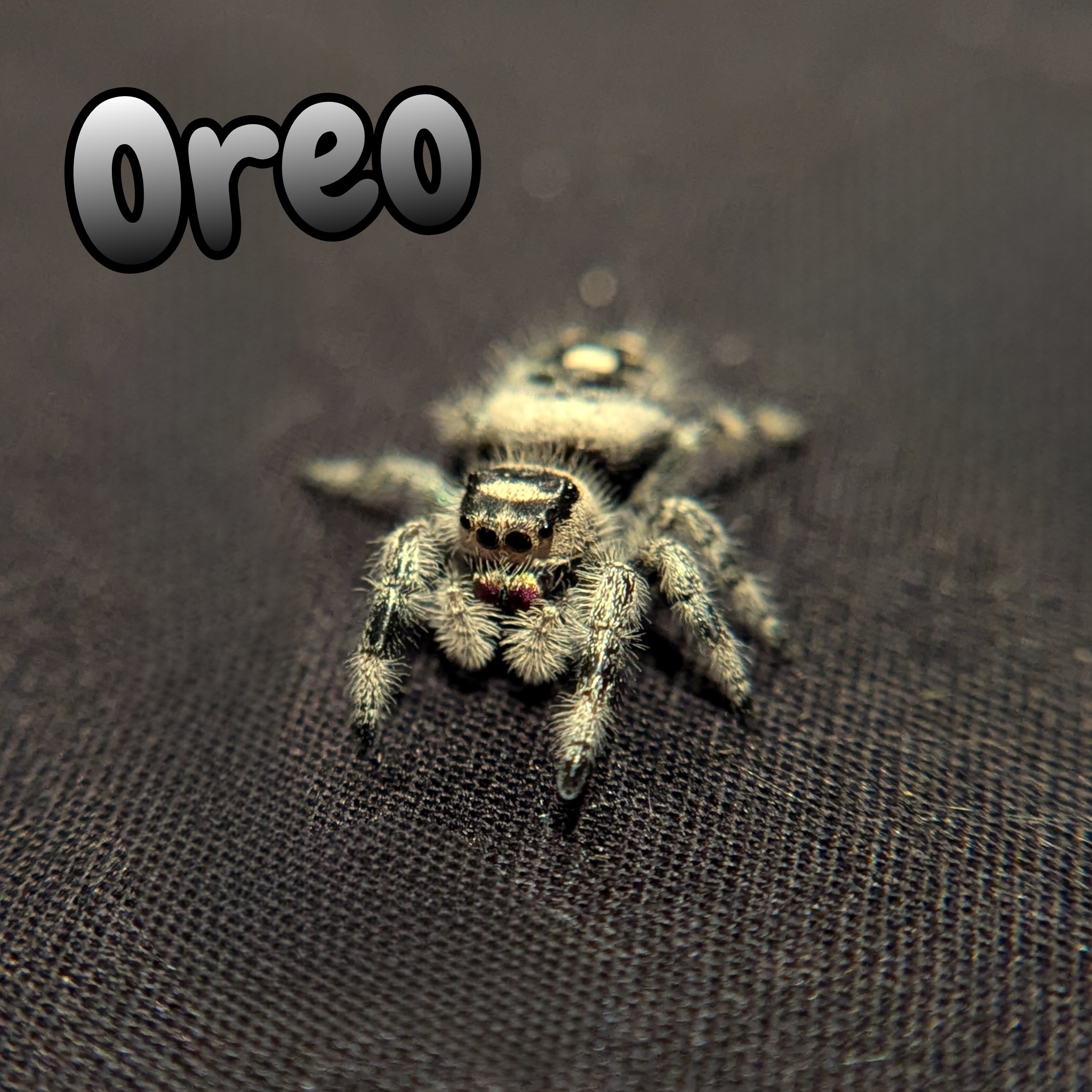 Regal Jumping Spider "Oreo"