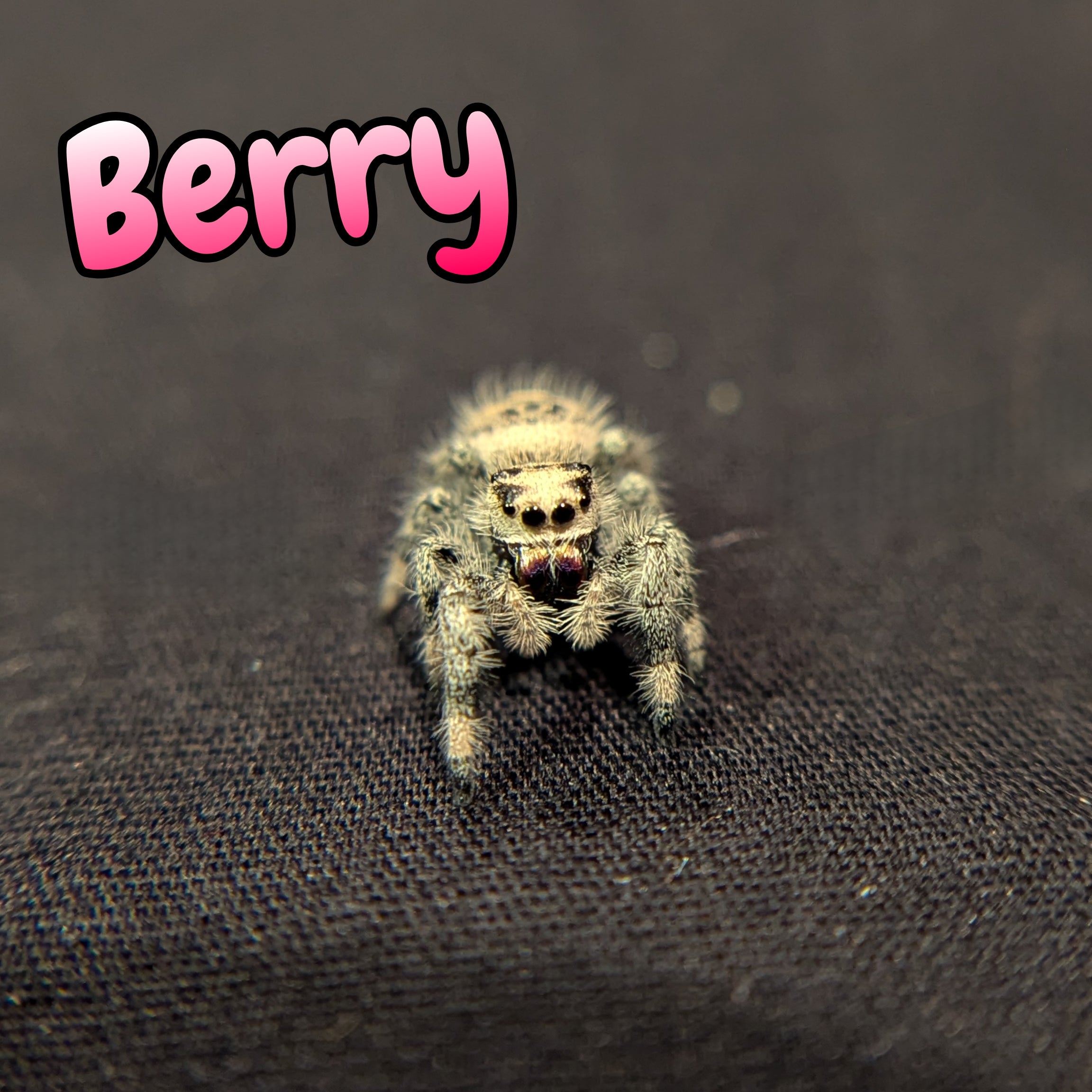 Regal Jumping Spider "Berry"