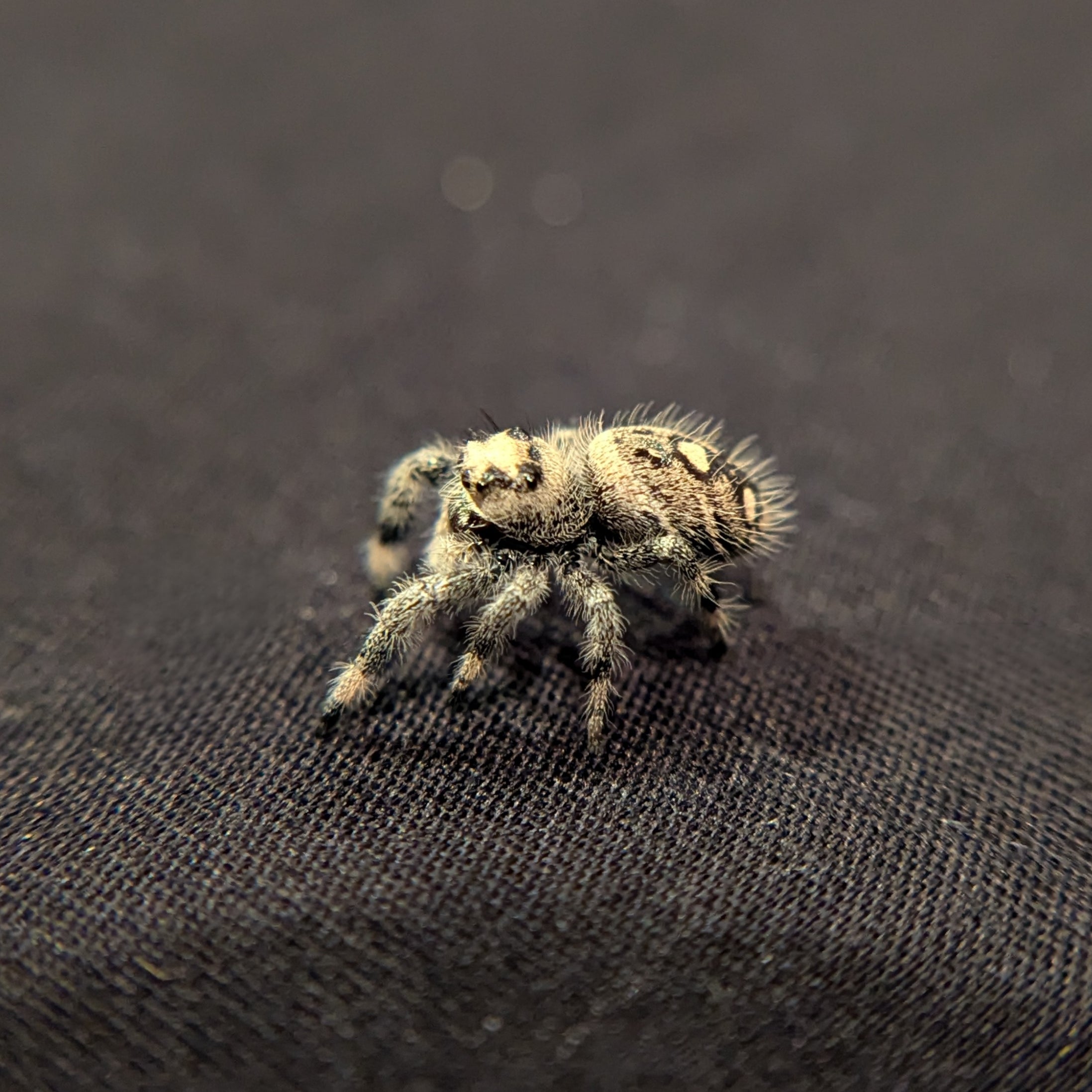 Regal Jumping Spider "Berry"