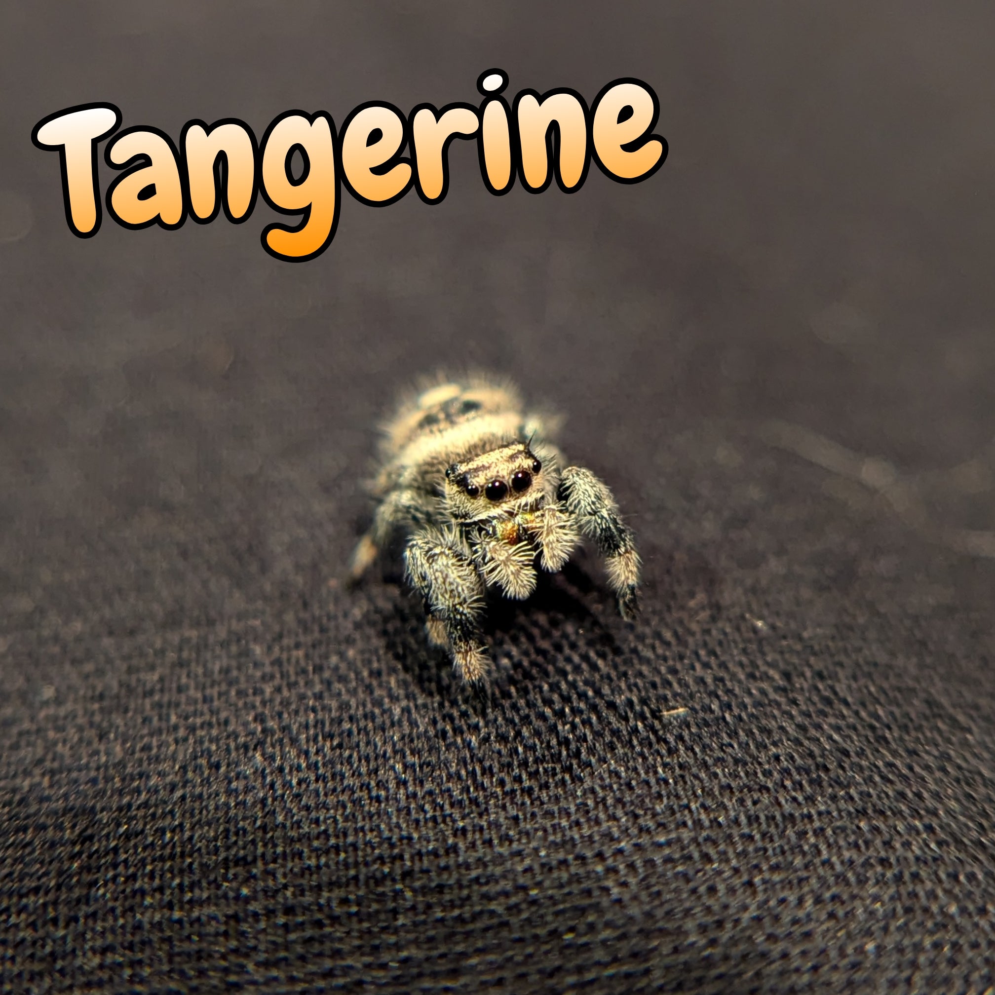 Regal Jumping Spider "Tangerine"