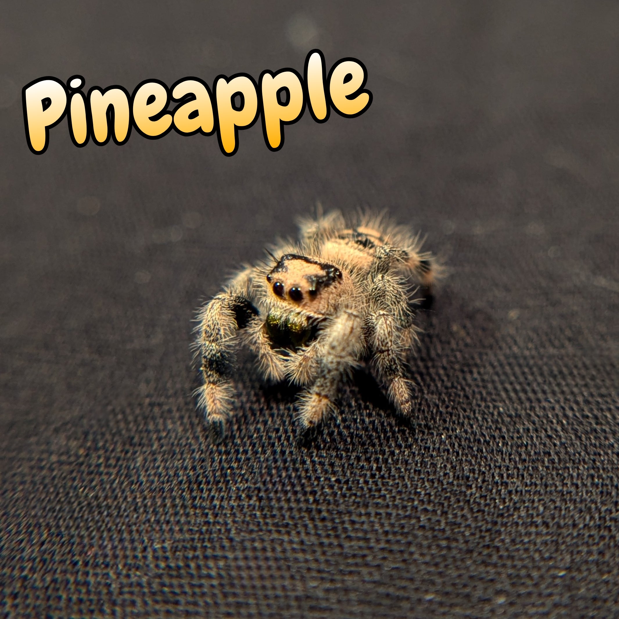 Regal Jumping Spider "Pineapple"