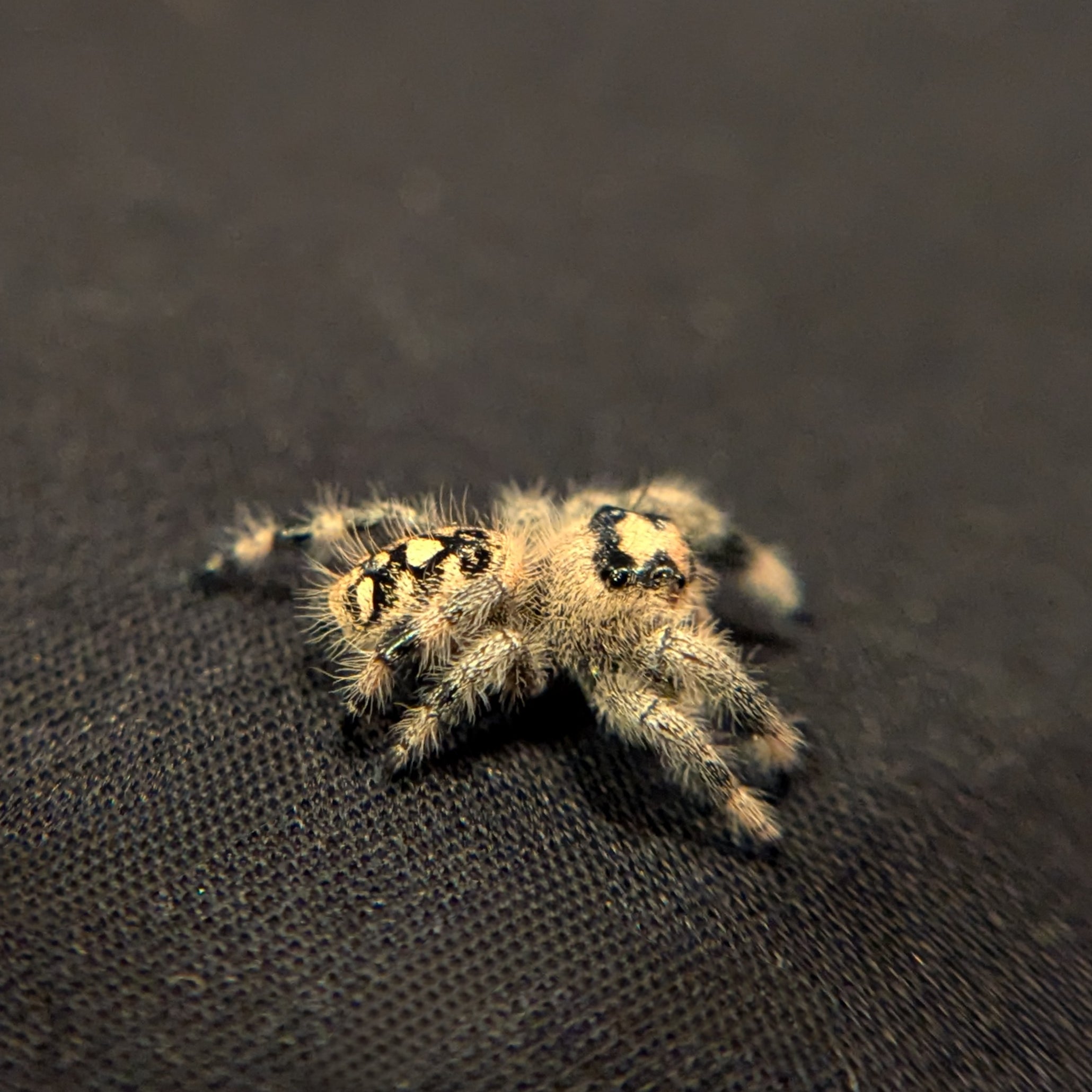 Regal Jumping Spider "Pineapple"