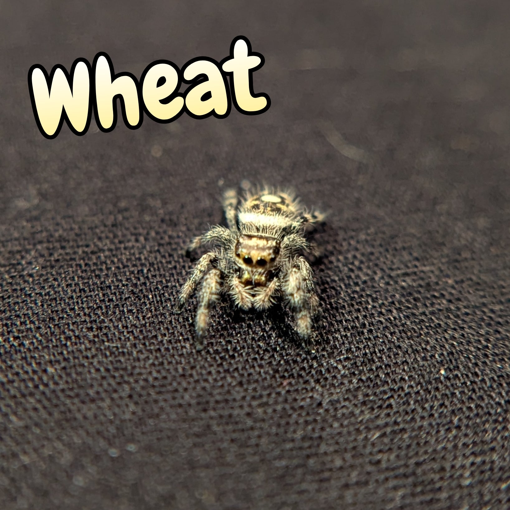 Regal Jumping Spider "Wheat"