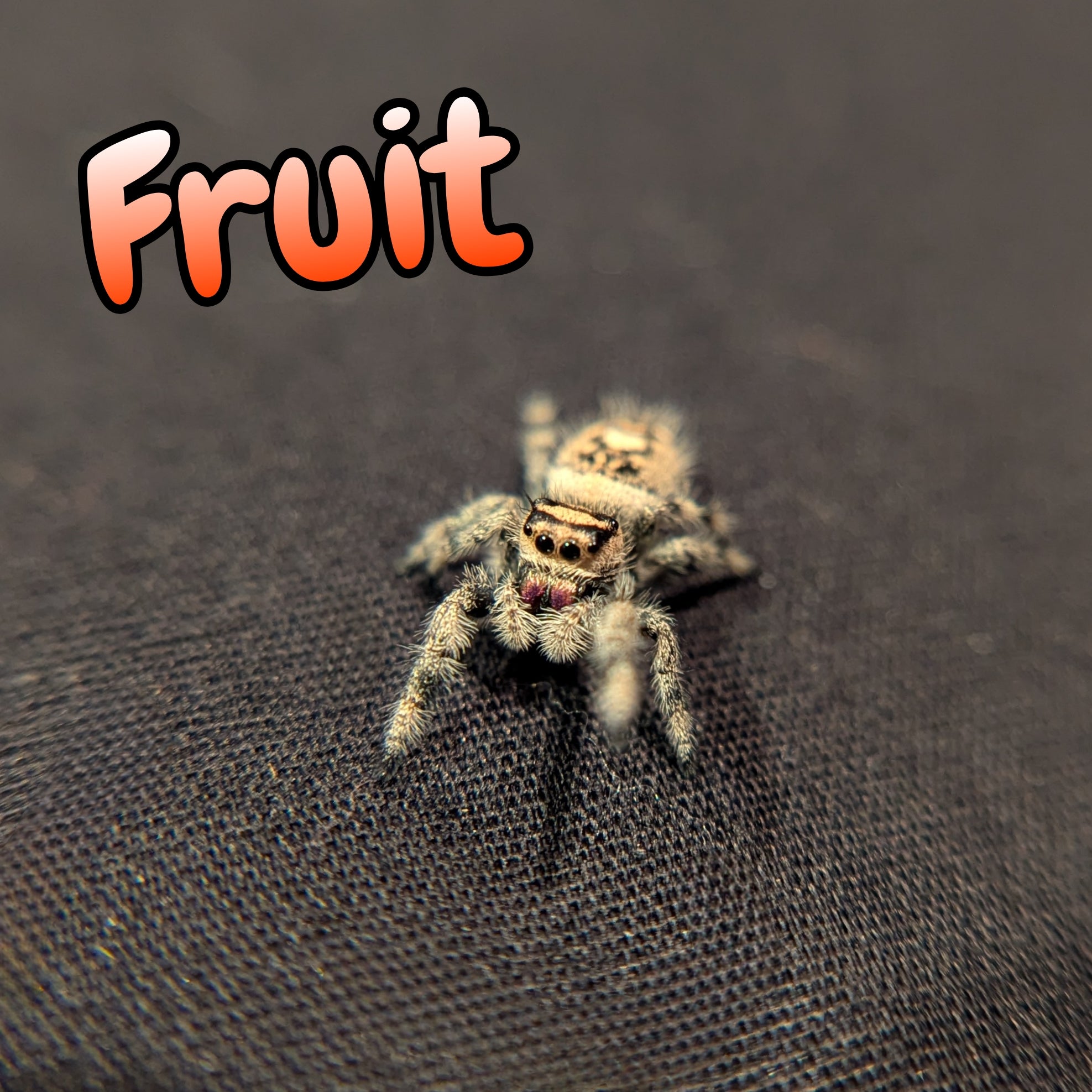 Regal Jumping Spider "Fruit"