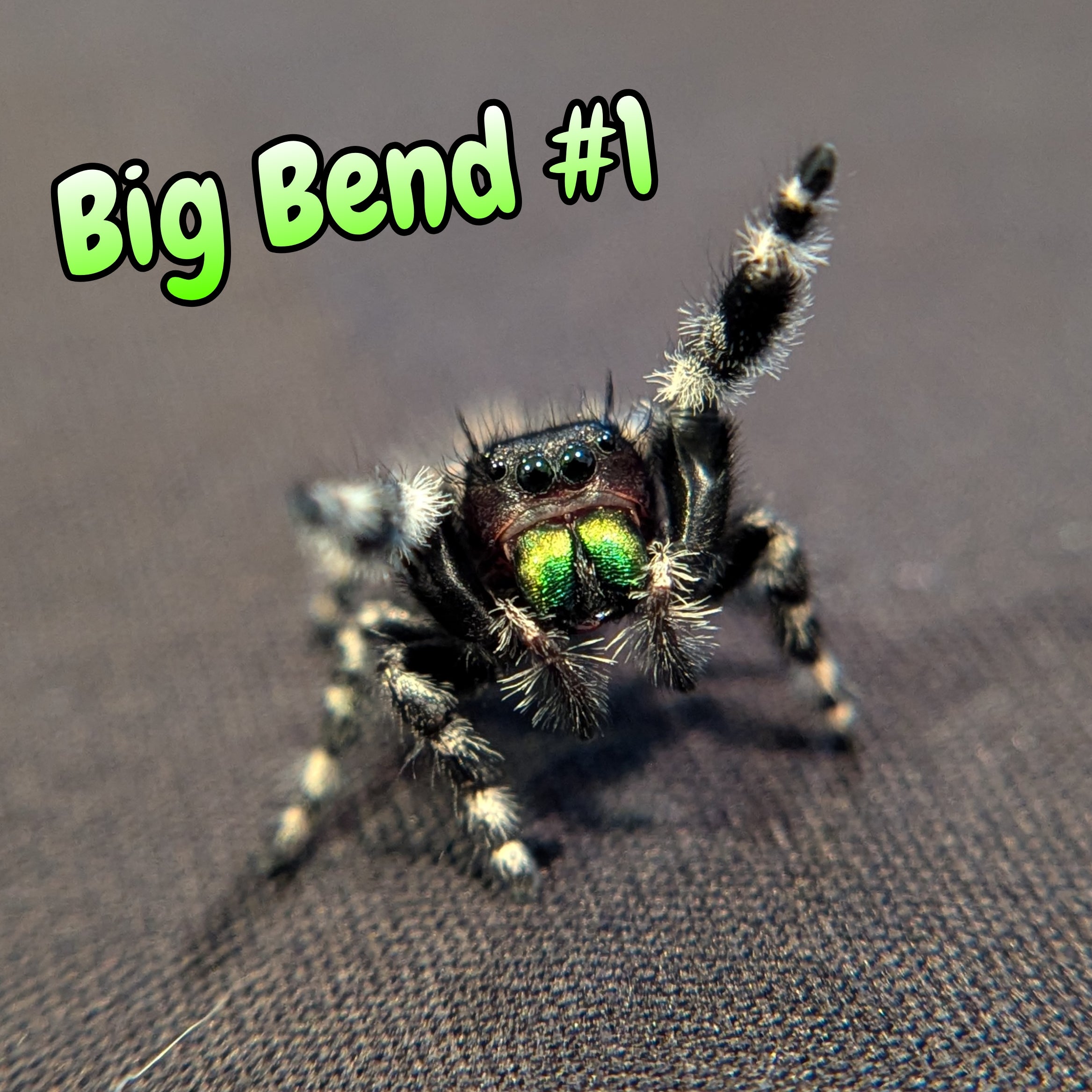 Audax Jumping Spider (Big Bend) #1