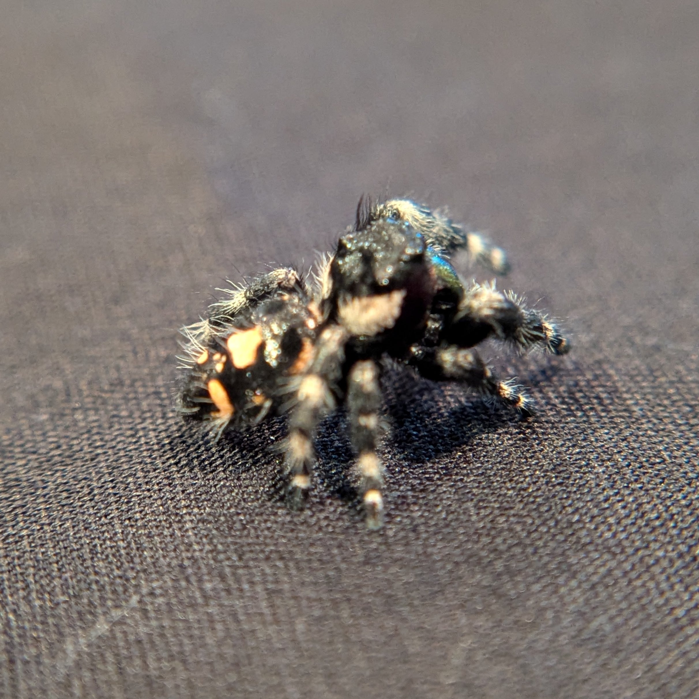 Audax Jumping Spider (Big Bend) #1