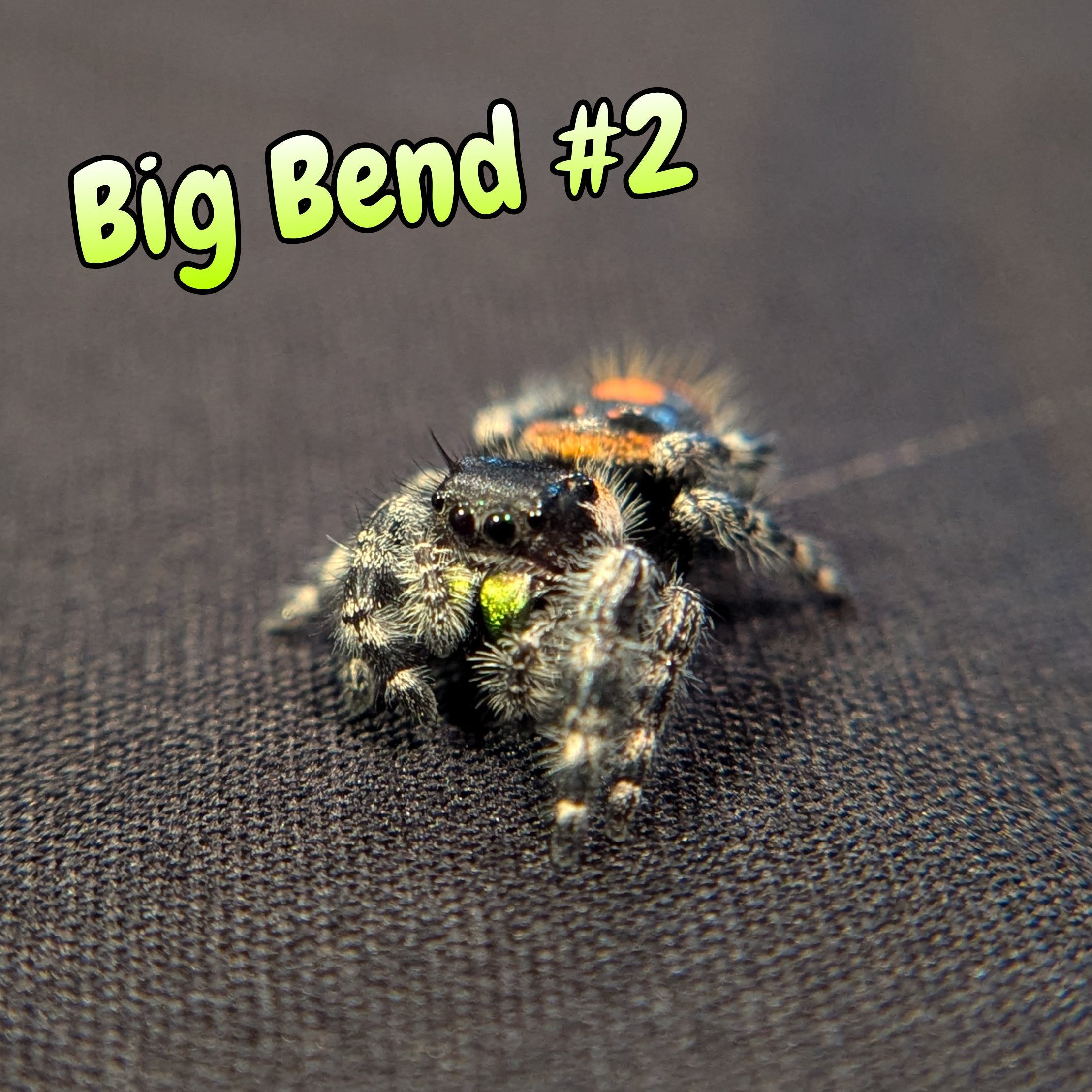 Audax Jumping Spider (Big Bend) #2