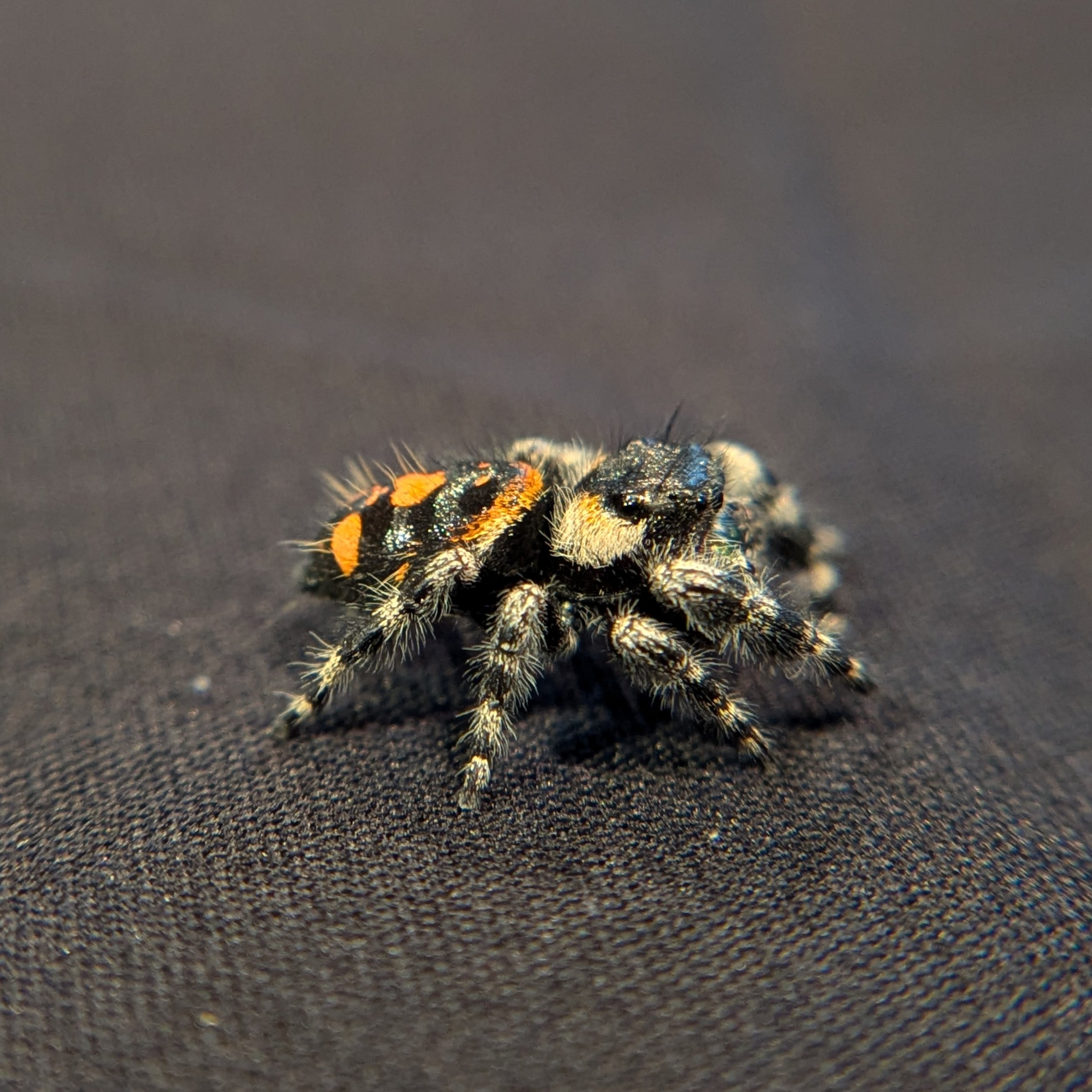 Audax Jumping Spider (Big Bend) #2