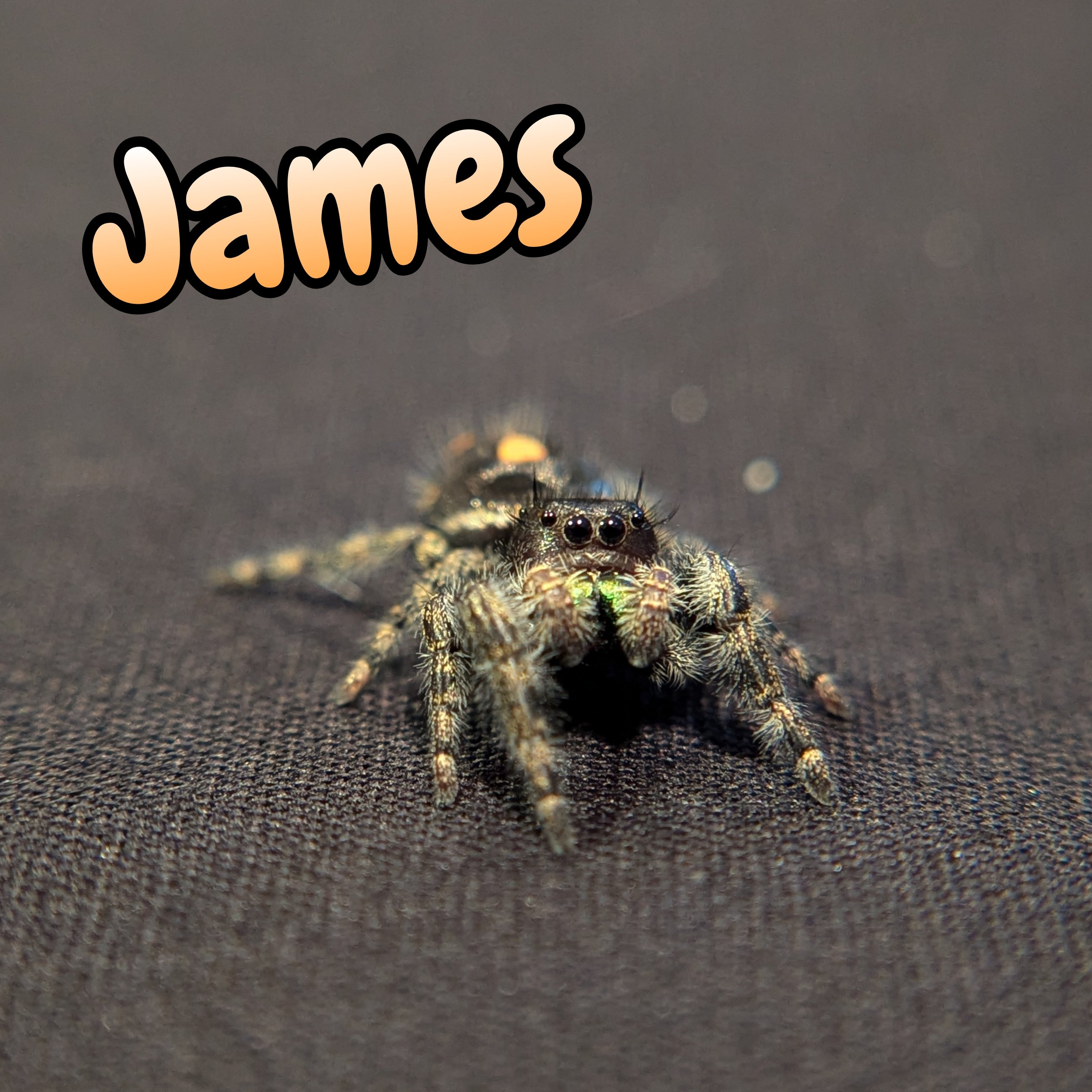 Jumping Spider "James"