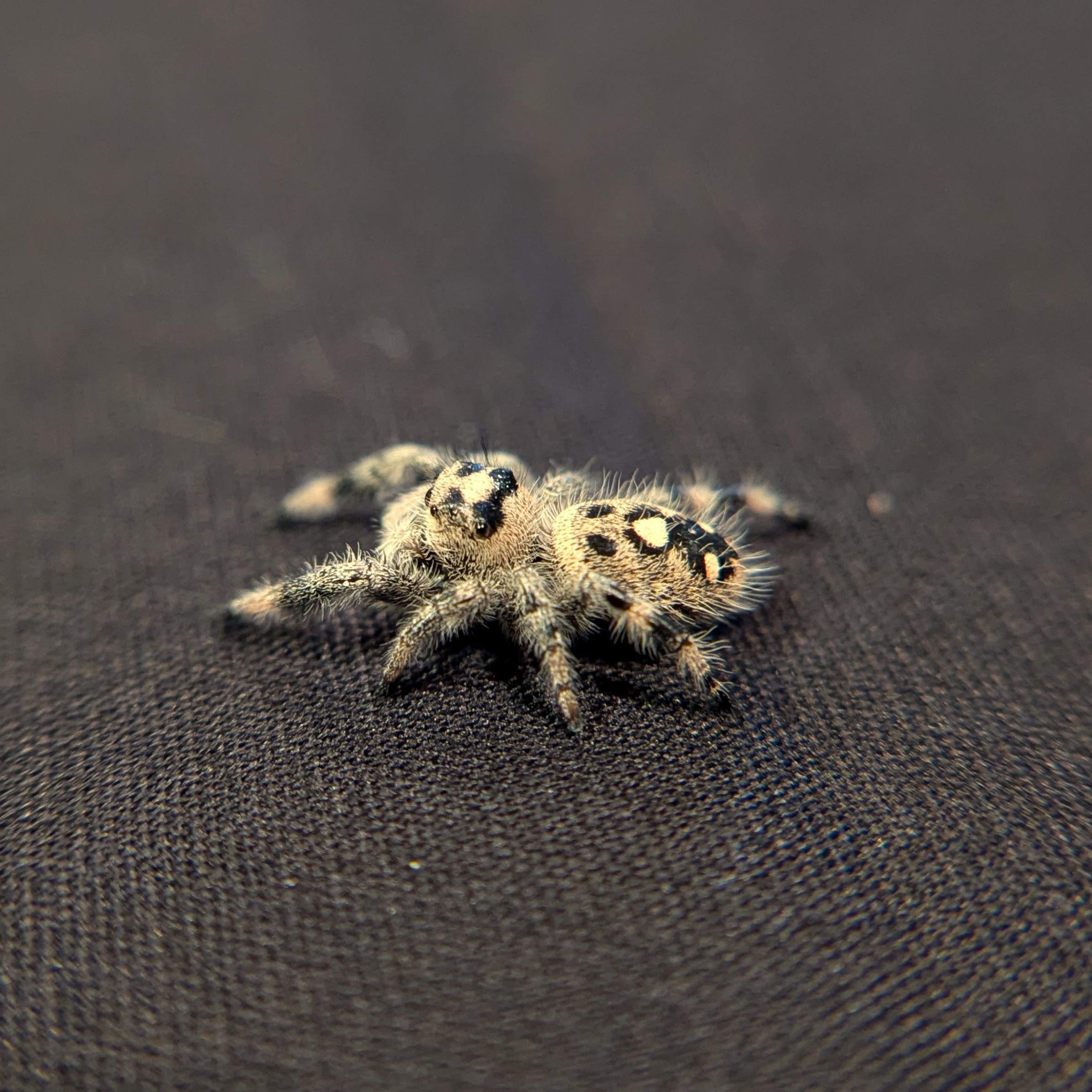 Regal Jumping Spider "Cranberry"