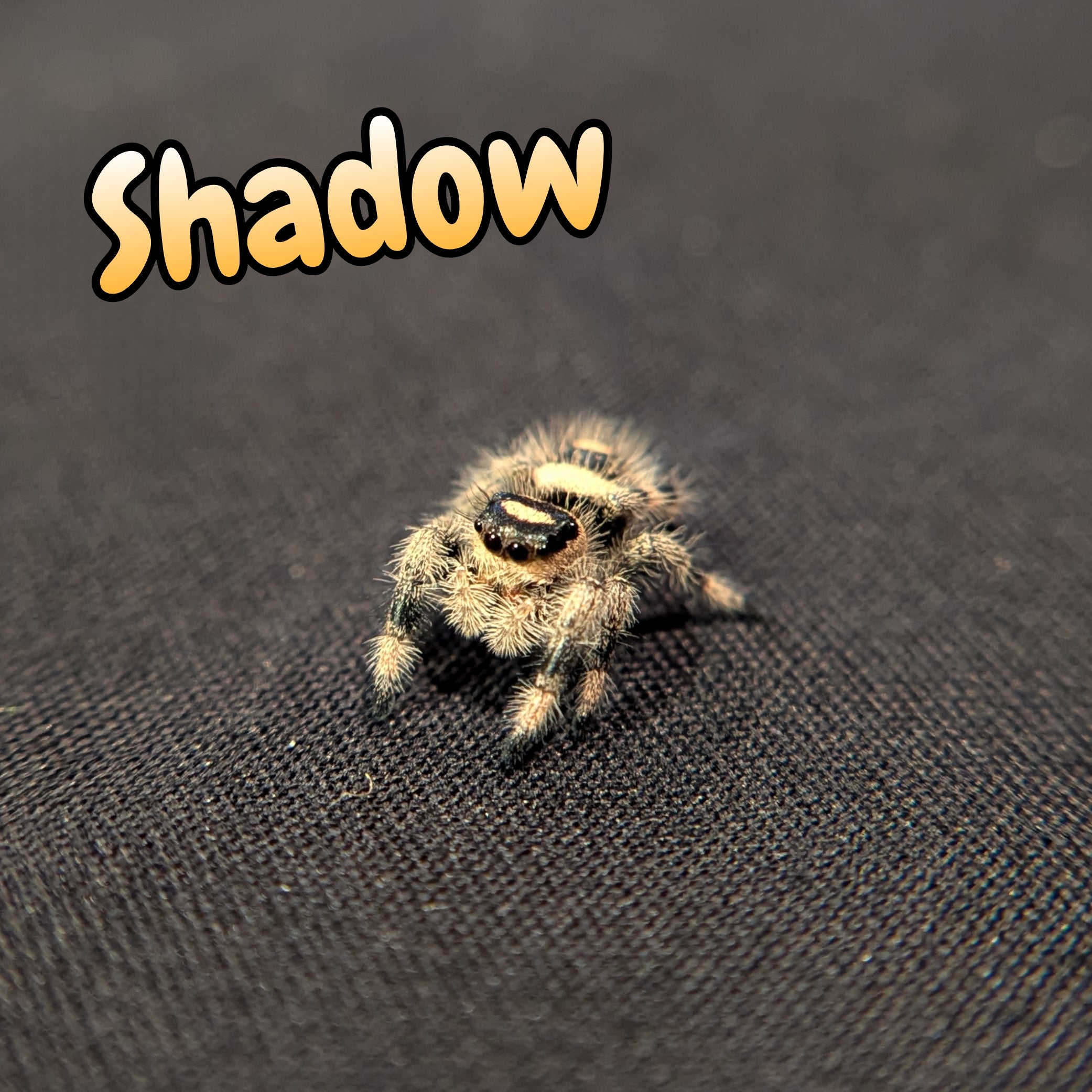 Regal Jumping Spider "Shadow"