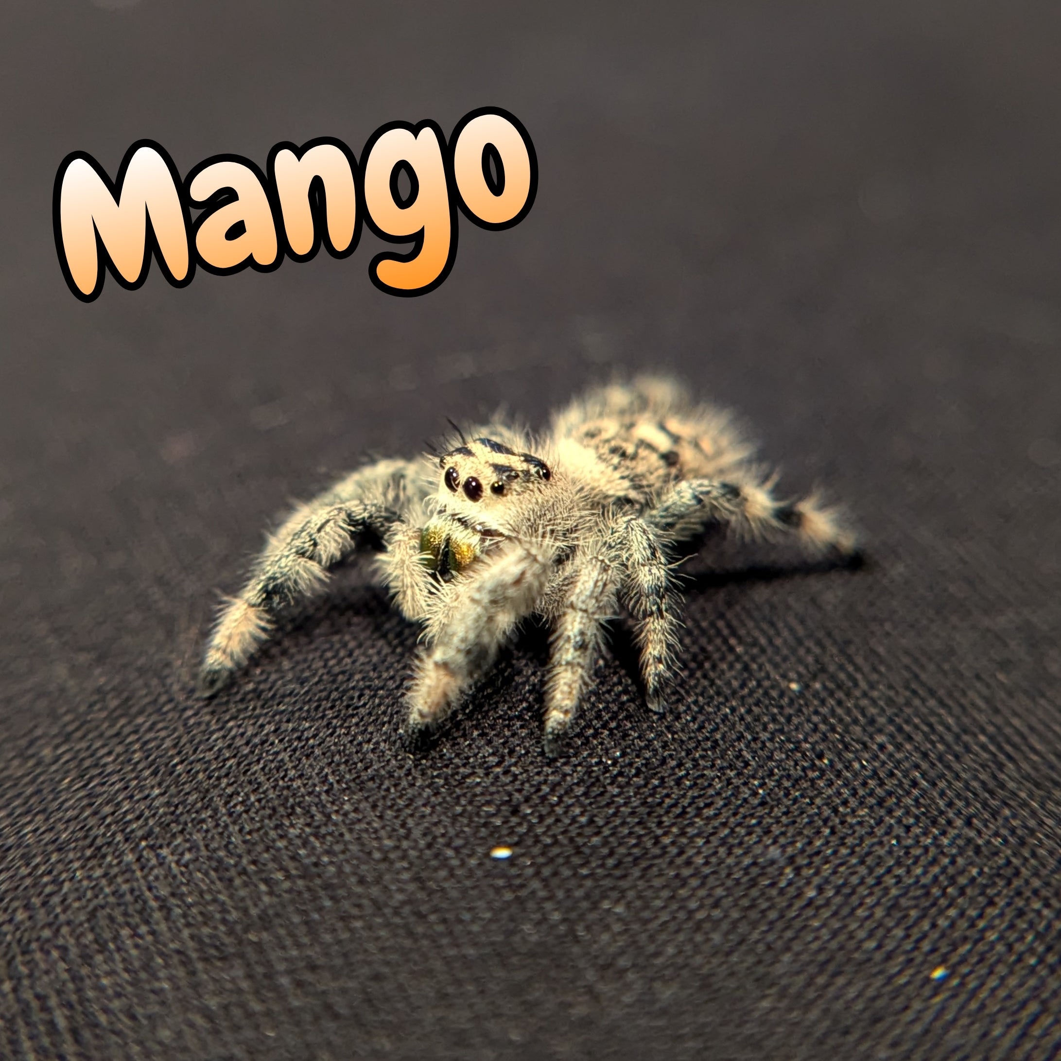 Regal Jumping Spider "Mango"