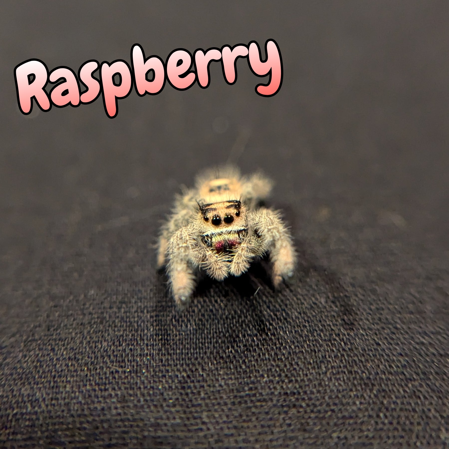 Regal Jumping Spider "Raspberry"