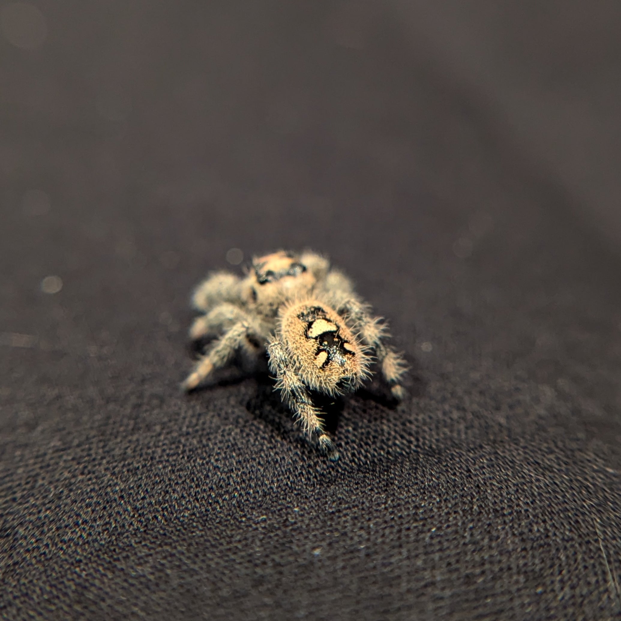 Regal Jumping Spider "Raspberry"