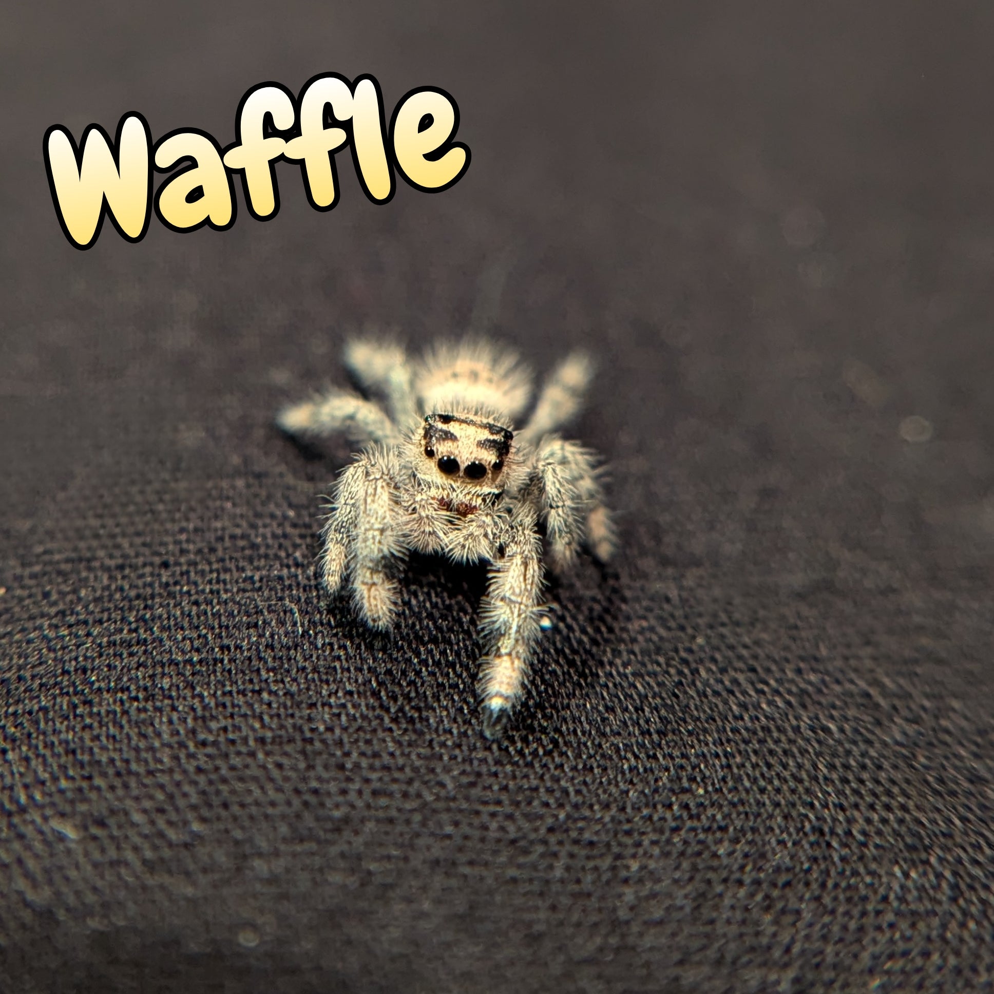 Regal Jumping Spider "Waffle"