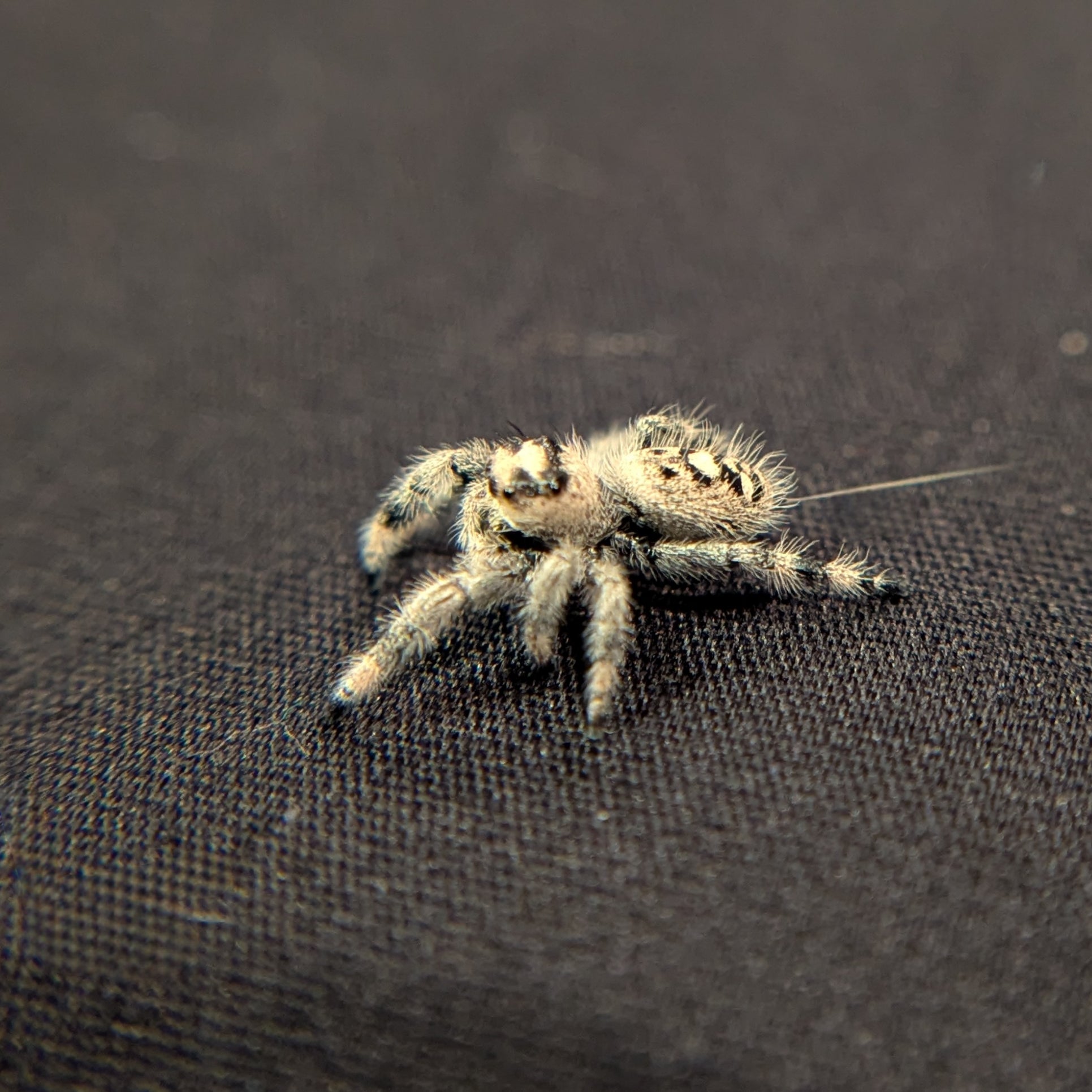 Regal Jumping Spider "Waffle"