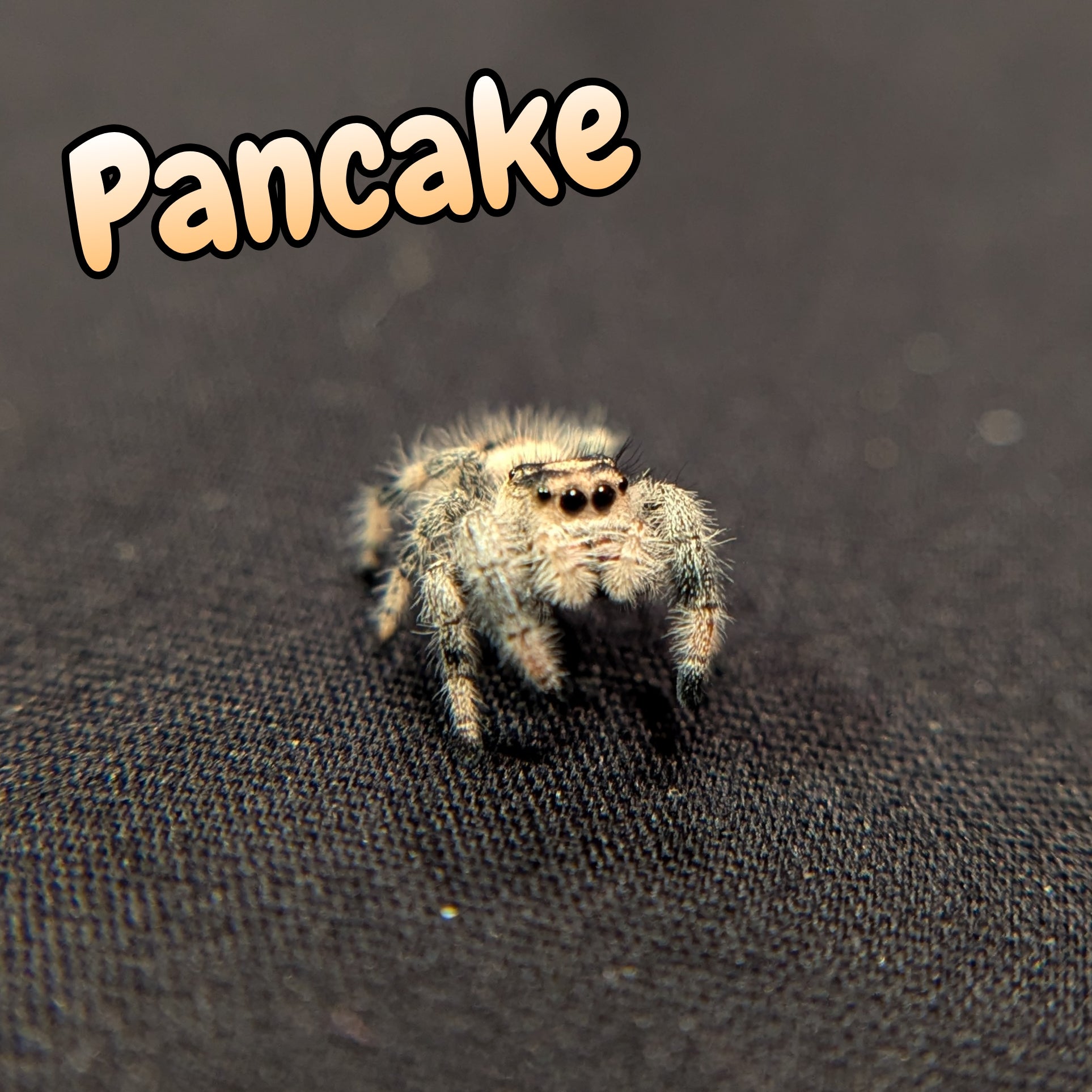 Regal Jumping Spider "Pancake"