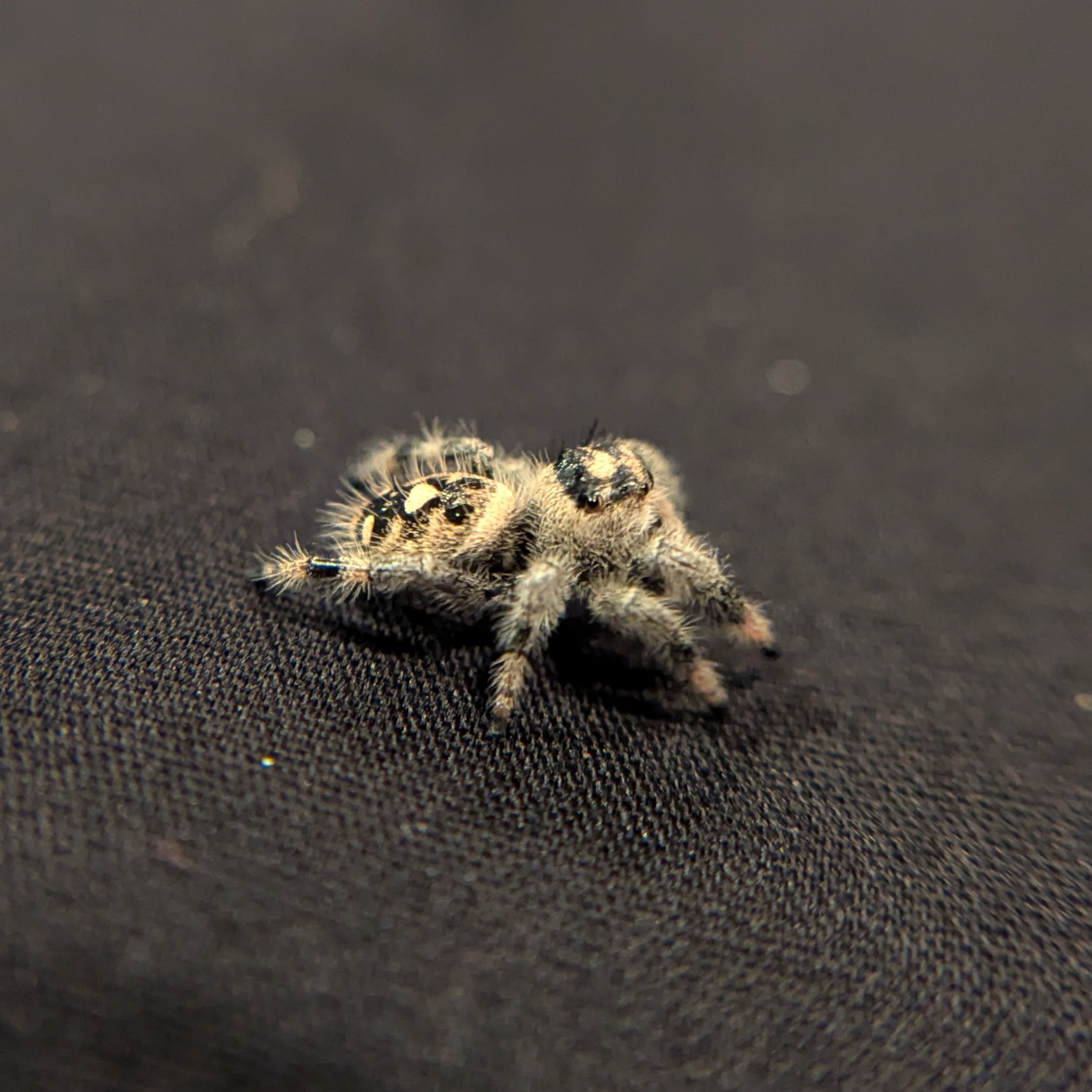 Regal Jumping Spider "Pancake"