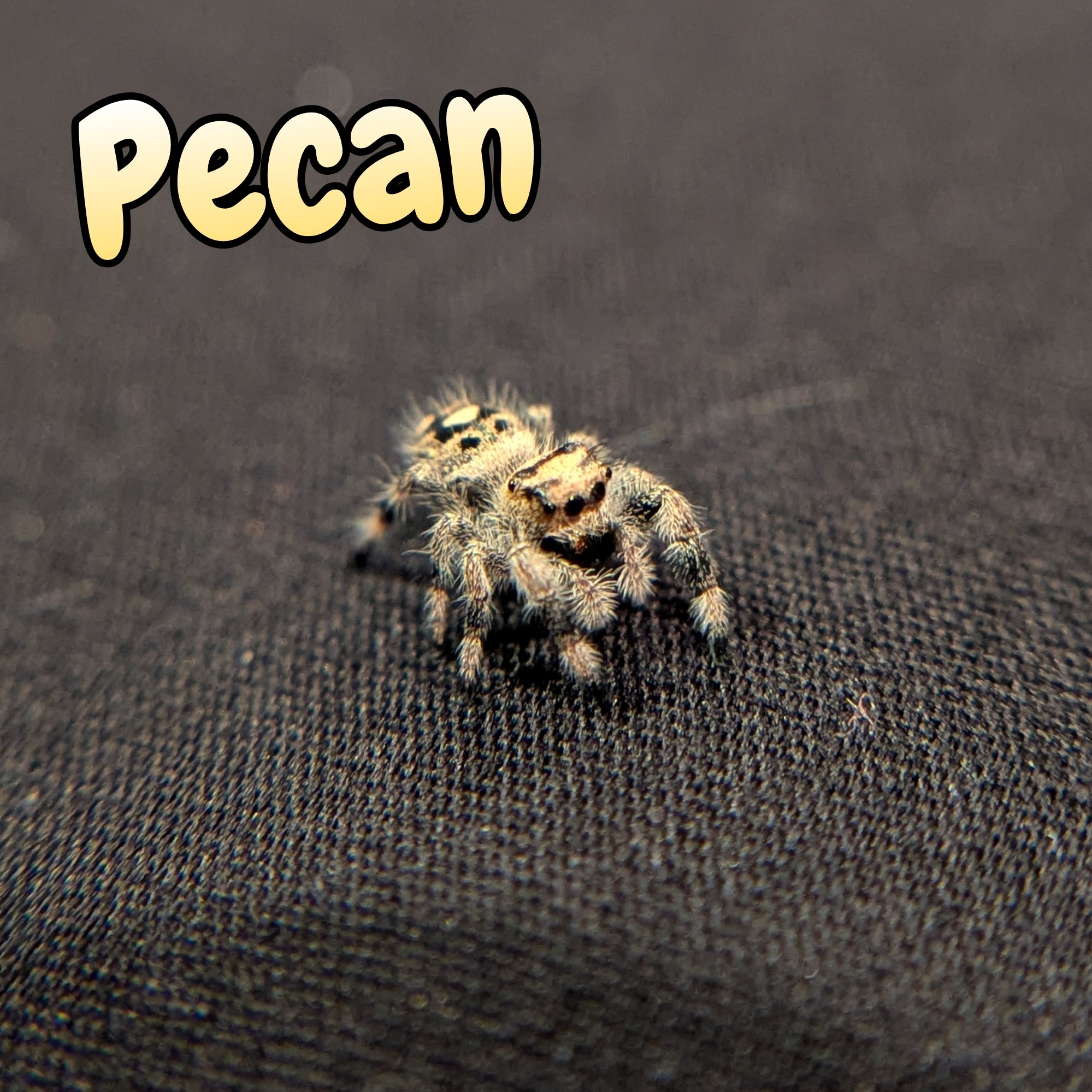 Regal Jumping Spider "Pecan"