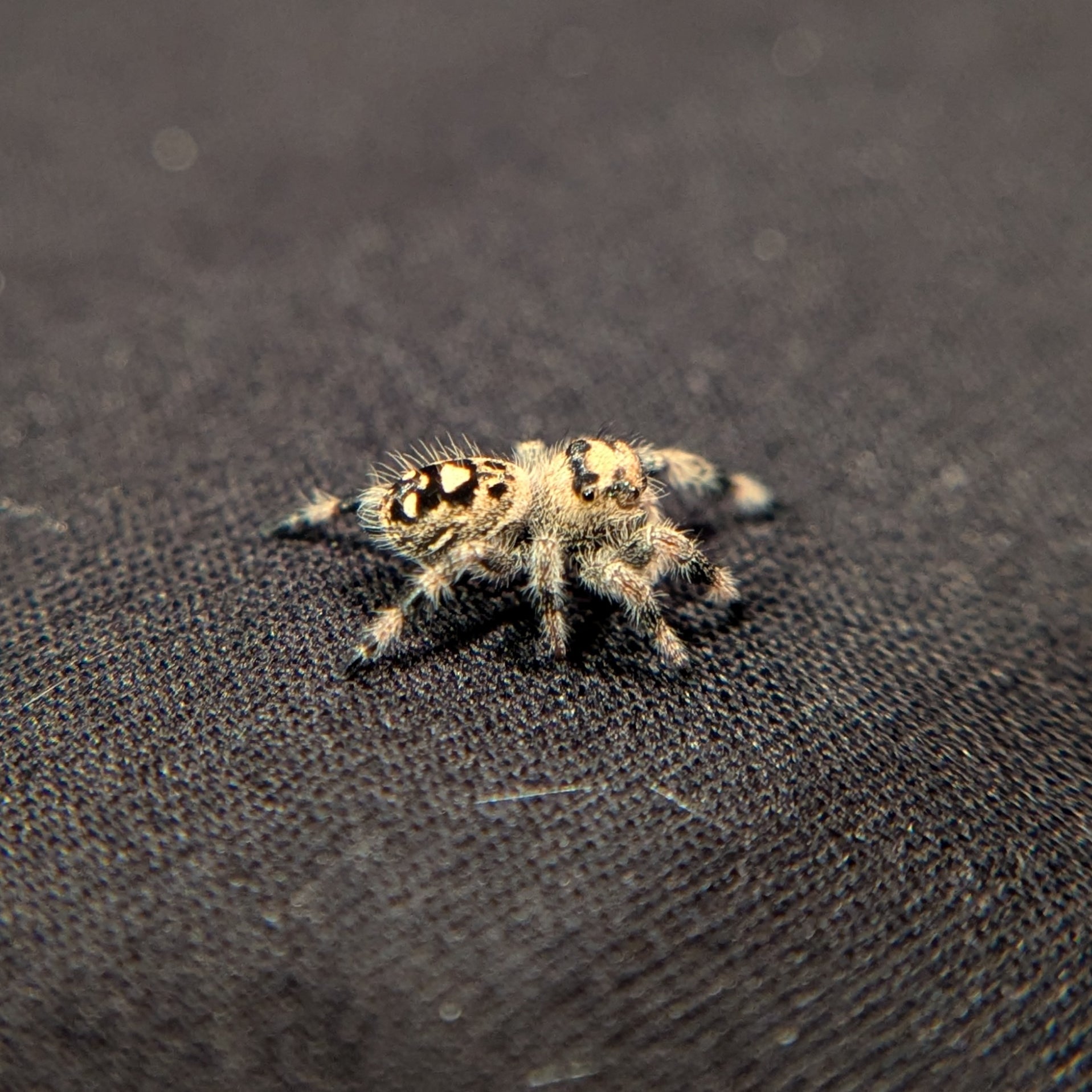 Regal Jumping Spider "Pecan"