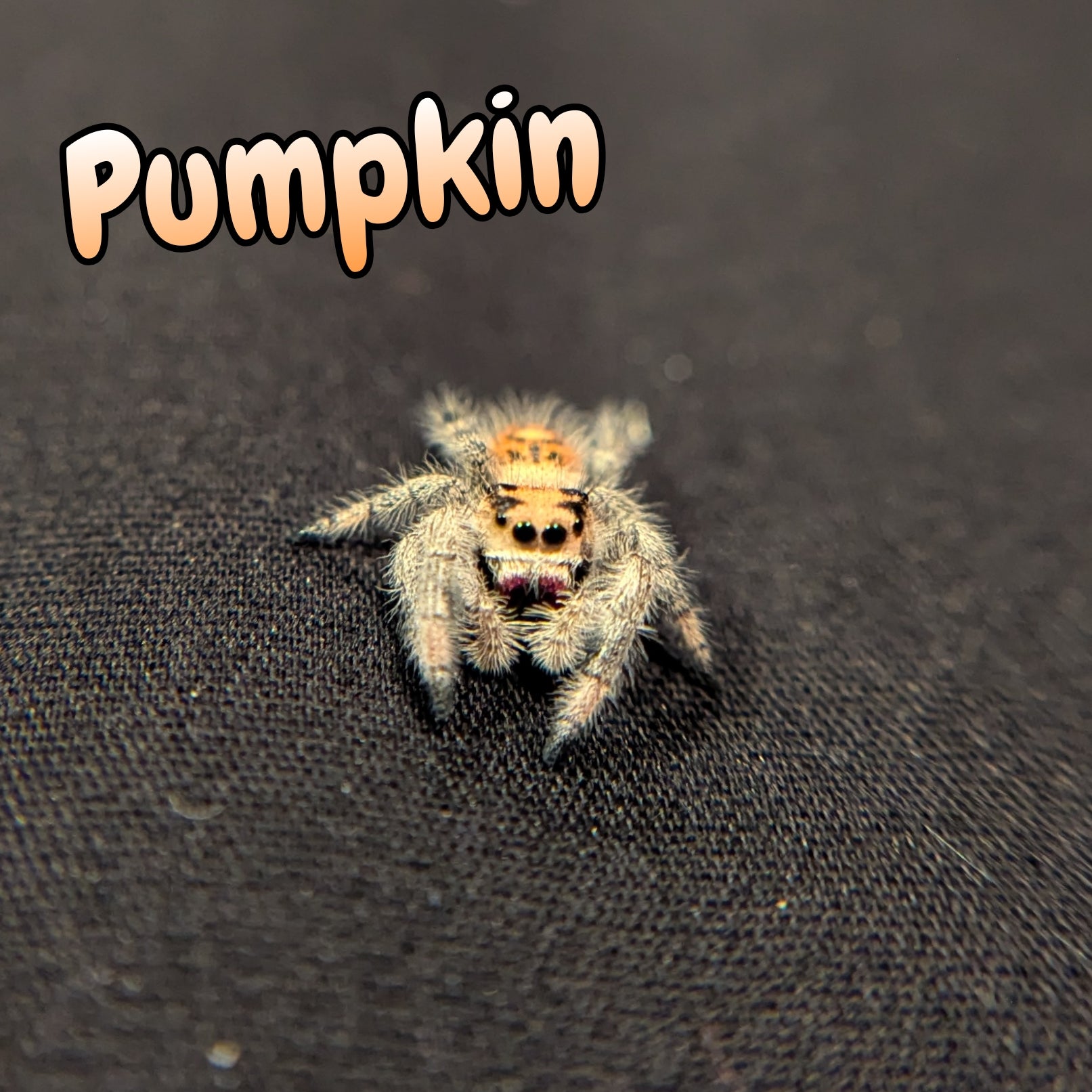 Regal Jumping Spider "Pumpkin"