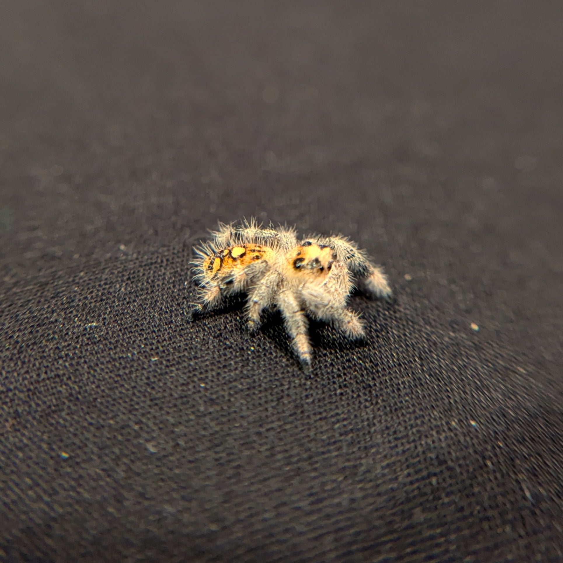 Regal Jumping Spider "Pumpkin"