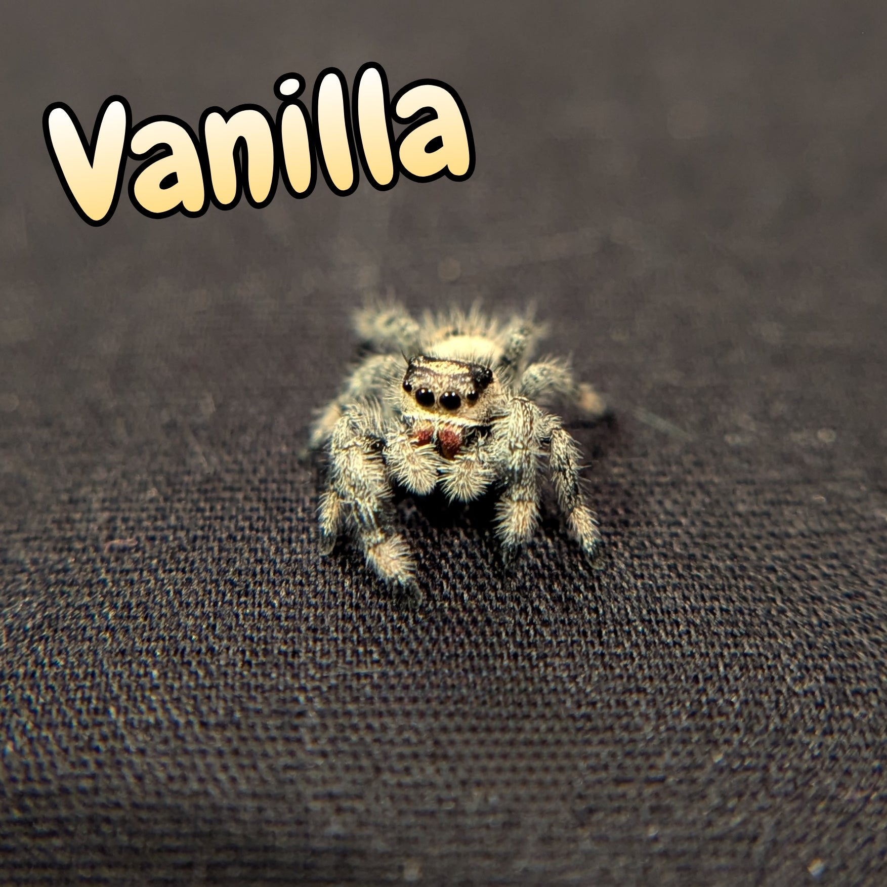 Regal Jumping Spider "Vanilla"