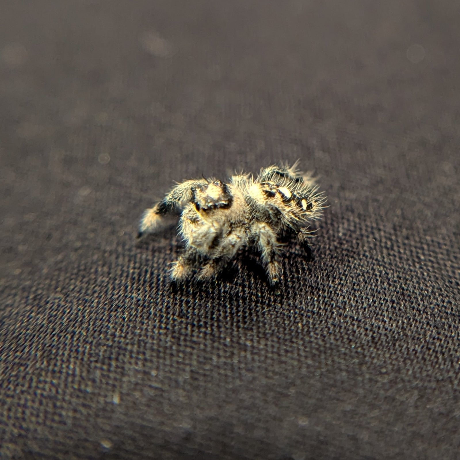 Regal Jumping Spider "Vanilla"