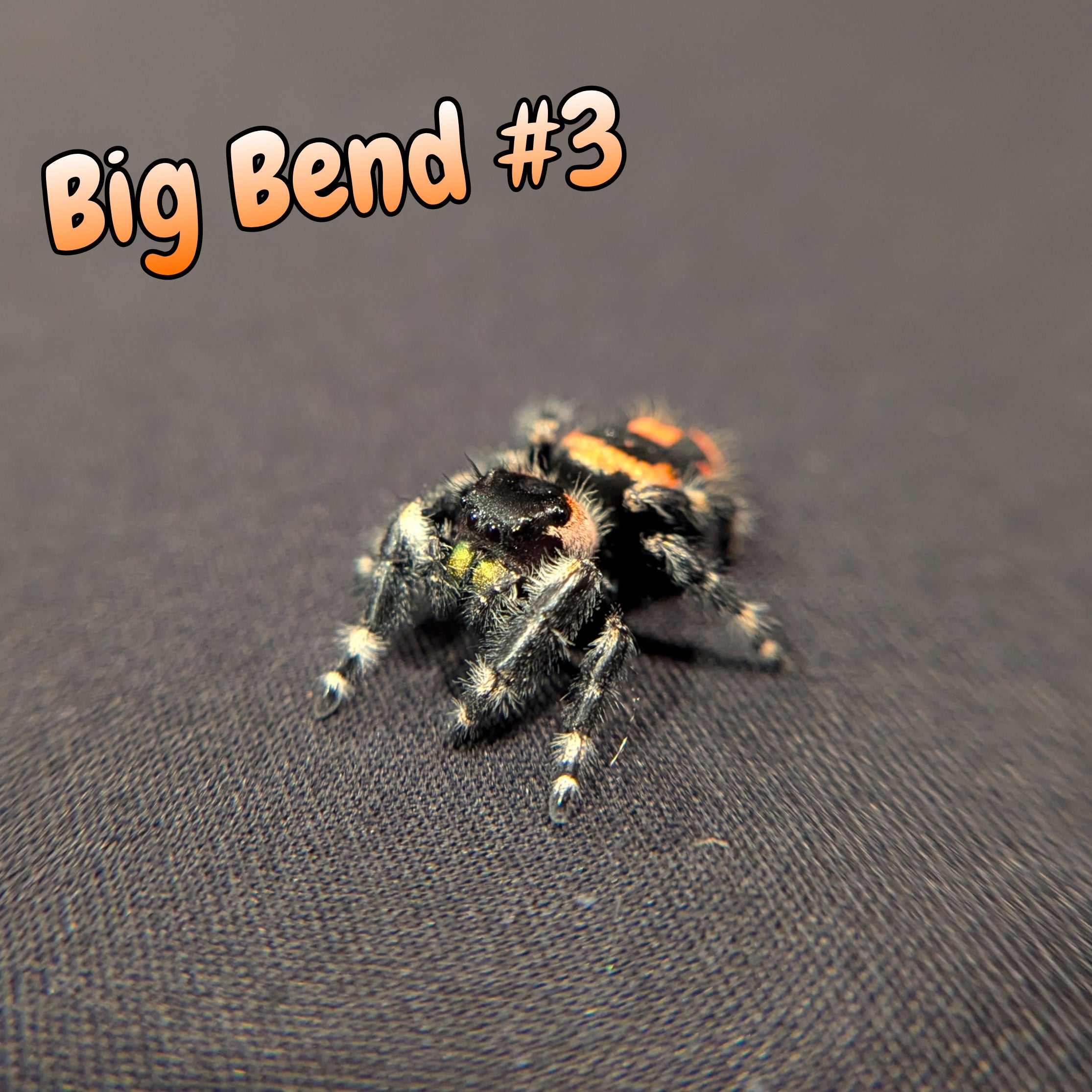 Audax Bryantae Jumping Spider (Big Bend) #3