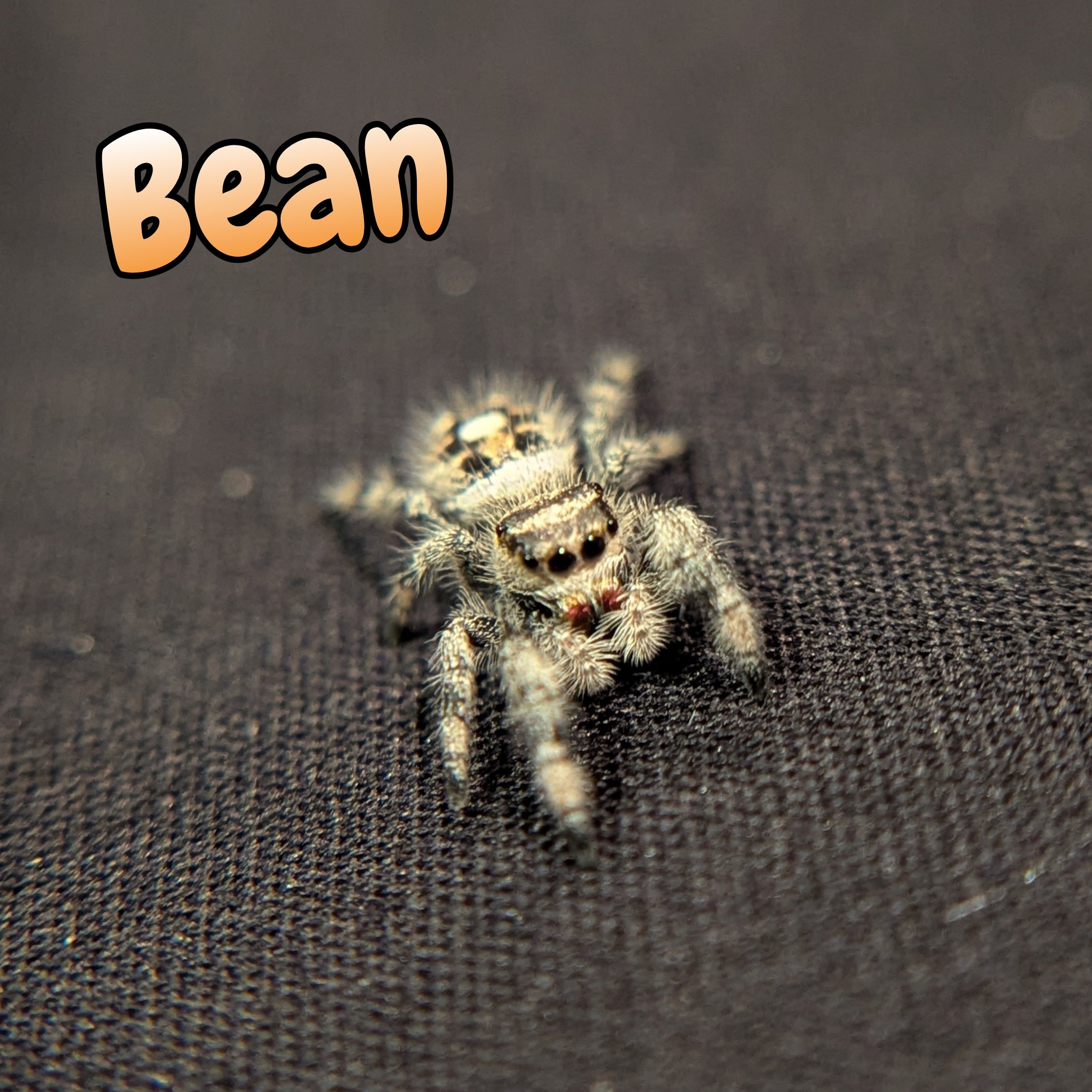 Regal Jumping Spider "Bean"