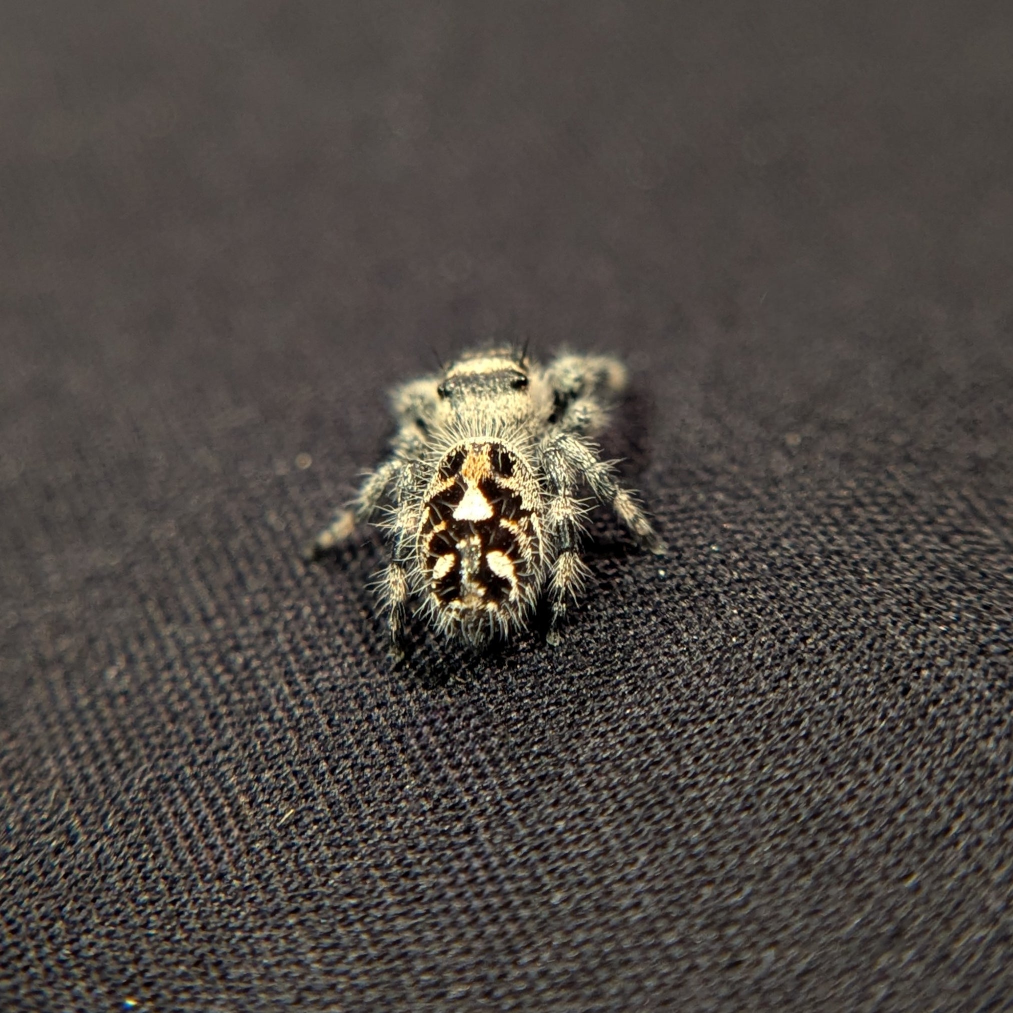 Regal Jumping Spider "Bean"