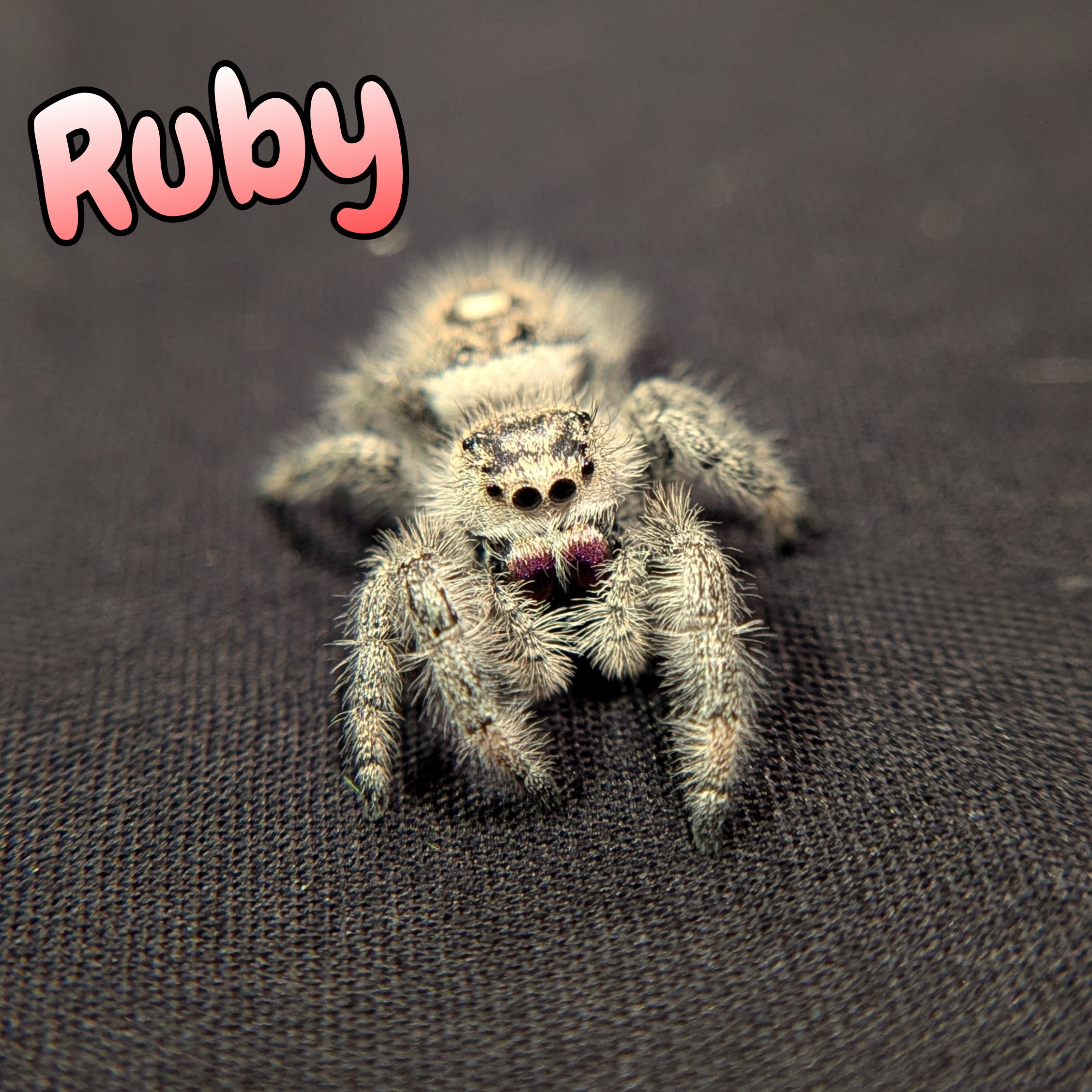 Regal Jumping Spider "Ruby"