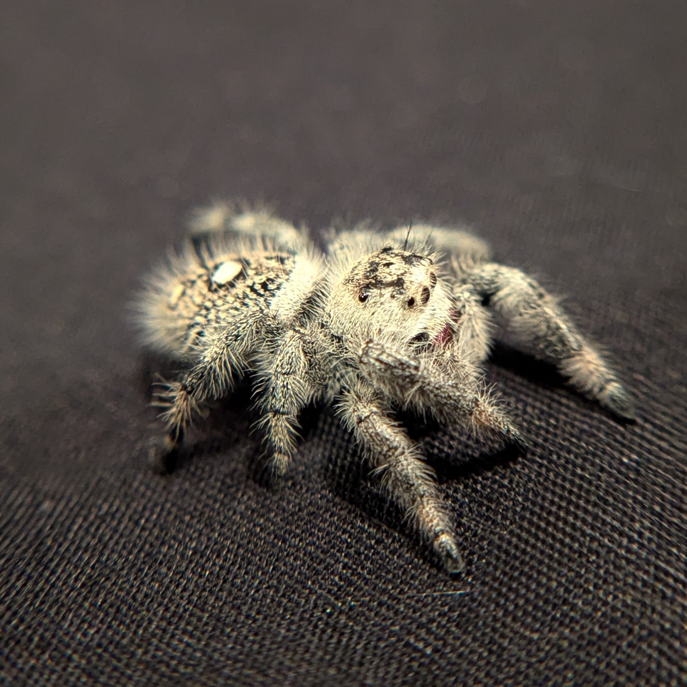 Regal Jumping Spider "Ruby"