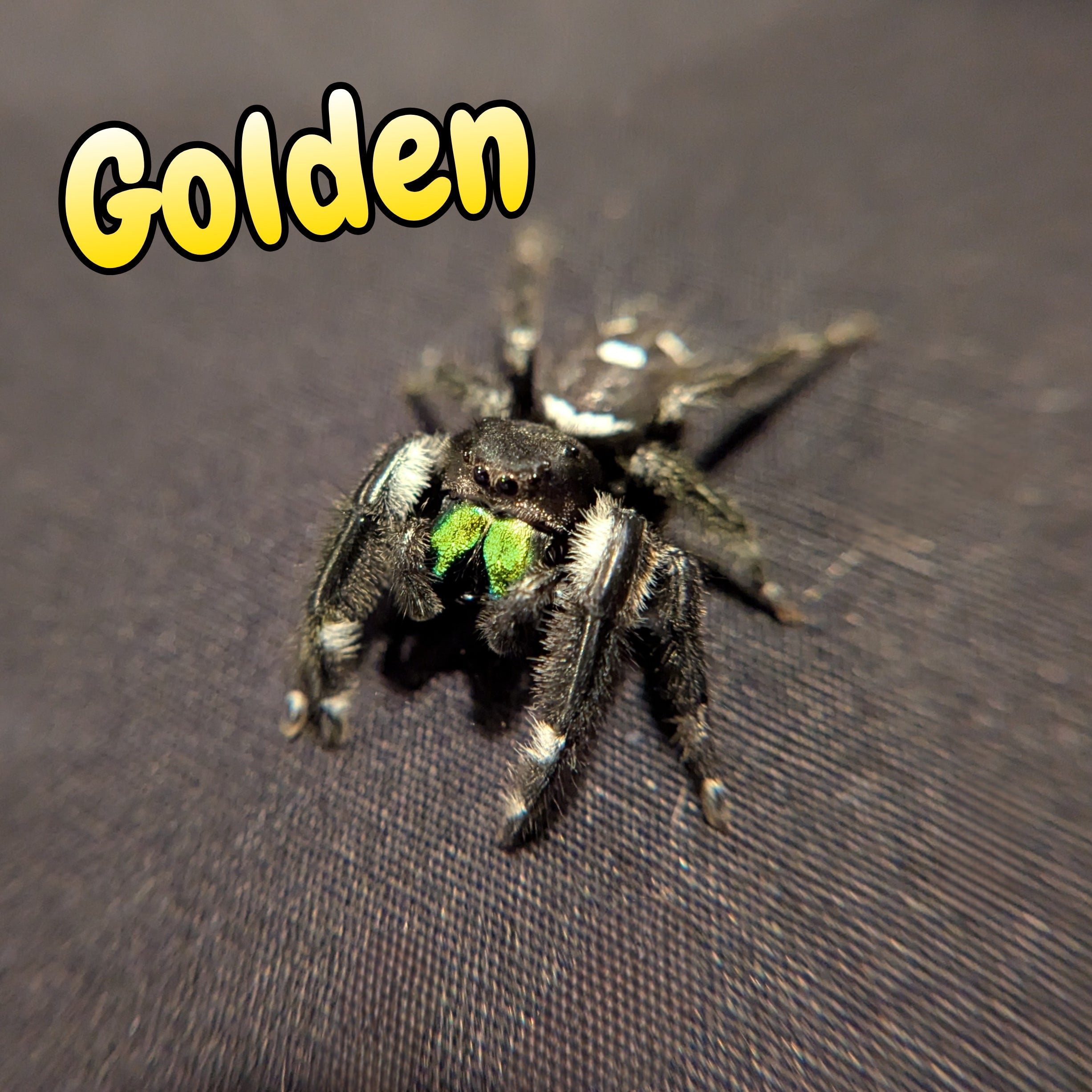 Regal Jumping Spider "Golden"