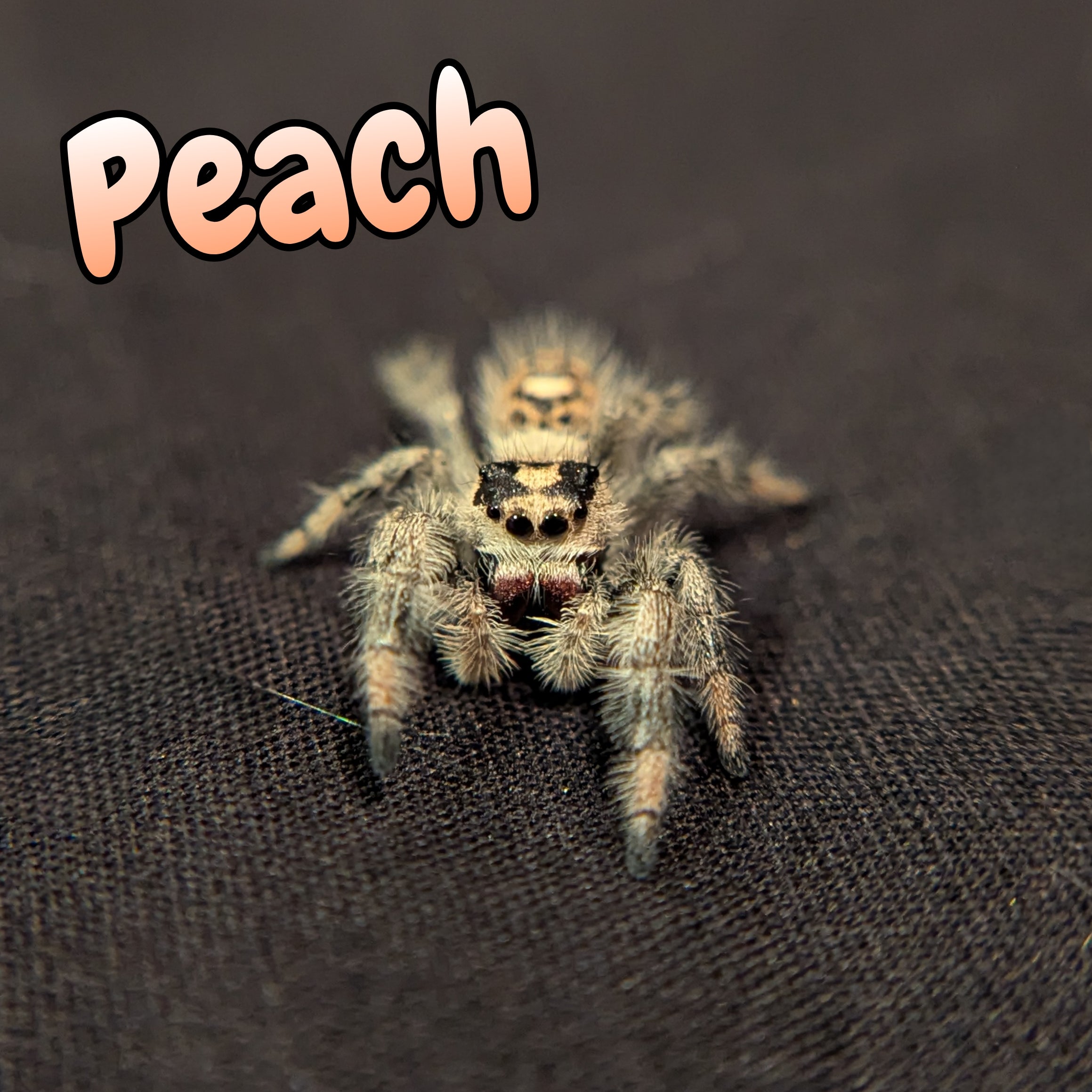 Regal Jumping Spider "Peach"